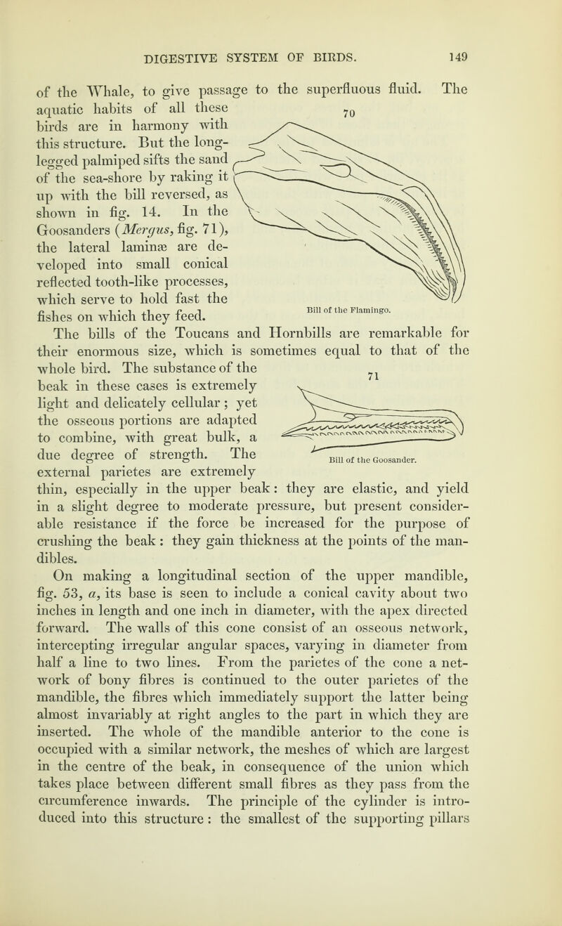 Bill of the Flamingo. of the Whale, to give passage to the superfluous fluid. The aquatic habits of all these birds are in harmony with this structure. But the long- legged palmiped sifts the sand of the sea-shore by raking it up with the bill reversed, as shown in fig. 14. In the Goosanders (Mergus, fig. 71), the lateral laminae are de¬ veloped into small conical reflected tooth-like processes, which serve to hold fast the fishes on which they feed. The bills of the Toucans and Hornbills are remarkable for their enormous size, which is sometimes equal to that of the whole bird. The substance of the beak in these cases is extremely light and delicately cellular ; yet the osseous portions are adapted to combine, with great bulk, a due degree of strength. The external parietes are extremely thin, especially in the upper beak: they are elastic, and yield in a slight degree to moderate pressure, but present consider¬ able resistance if the force be increased for the purpose of crushing the beak : they gain thickness at the points of the man¬ dibles. On making a longitudinal section of the upper mandible, fig. 53, a, its base is seen to include a conical cavity about two inches in length and one inch in diameter, with the apex directed forward. The walls of this cone consist of an osseous network, intercepting irregular angular spaces, varying in diameter from half a line to two lines. From the parietes of the cone a net¬ work of bony fibres is continued to the outer parietes of the mandible, the fibres which immediately support the latter being almost invariably at right angles to the part in which they are inserted. The whole of the mandible anterior to the cone is occupied with a similar network, the meshes of which are largest in the centre of the beak, in consequence of the union which takes place between different small fibres as they pass from the circumference inwards. The principle of the cylinder is intro¬ duced into this structure : the smallest of the supporting pillars Bill of the Goosander.