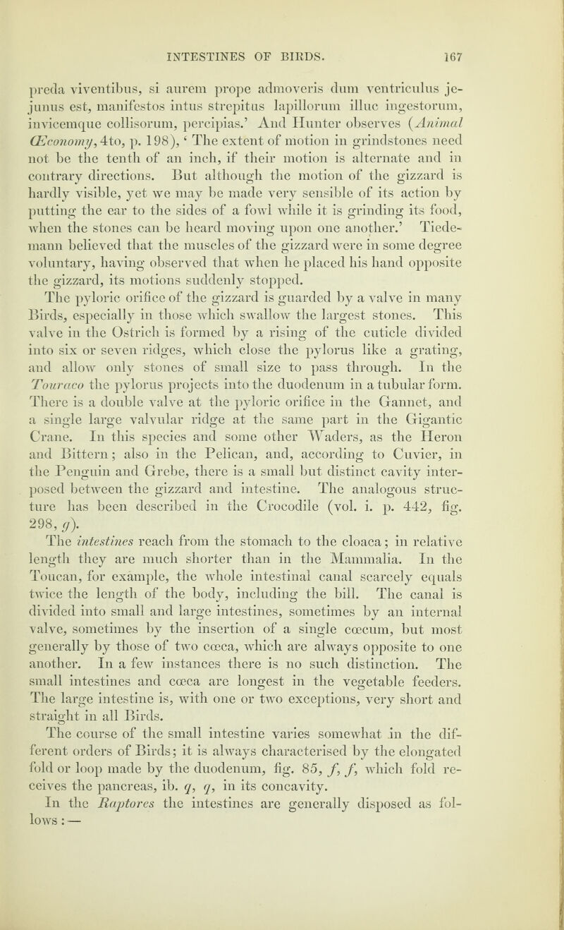 preda viventibus, si aurem prope admoveris dum yentriculus je- junus est, manifestos intus strepitns lapillorum illuc ingestorum, invicemque collisorum, percipias.’ And Hunter observes (Animal G?conomy,4:to} p. 198),4 The extent of motion in grindstones need not be the tenth of an inch, if their motion is alternate and in contrary directions. But although the motion of the gizzard is hardly visible, yet we may be made very sensible of its action by putting the ear to the sides of a fowl while it is grinding its food, when the stones can be heard moving upon one another.’ Tiede- mann believed that the muscles of the gizzard were in some degree voluntary, having observed that when he placed his hand opposite the gizzard, its motions suddenly stopped. The pyloric orifice of the gizzard is guarded by a valve in many Birds, especially in those which swallow the largest stones. This valve in the Ostrich is formed by a rising of the cuticle divided into six or seven ridges, which close the pylorus like a grating, and allow only stones of small size to pass through. In the Touraco the pylorus projects into the duodenum in a tubular form. There is a double valve at the pyloric orifice in the Gannet, and a single large valvular ridge at the same part in the Gigantic Crane. In this species and some other Waders, as the Heron and Bittern; also in the Pelican, and, according to Cuvier, in the Penguin and Grebe, there is a small but distinct cavity inter¬ posed between the gizzard and intestine. The analogous struc¬ ture has been described in the Crocodile (vol. i. p. 442, fig. 298, g). The intestines reach from the stomach to the cloaca; in relative length they are much shorter than in the Mammalia. In the Toucan, for example, the whole intestinal canal scarcely equals twice the length of the body, including the bill. The canal is divided into small and large intestines, sometimes by an internal valve, sometimes by the insertion of a single coecum, but most generally by those of two coeca, which are always opposite to one another. In a few instances there is no such distinction. The small intestines and coeca are longest in the vegetable feeders. The large intestine is, with one or two exceptions, very short and straight in all Birds. The course of the small intestine varies somewhat in the dif¬ ferent orders of Birds; it is always characterised by the elongated fold or loop made by the duodenum, fig. 85, f,f, which fold re¬ ceives the pancreas, ib. q, q, in its concavity. In the Raptores the intestines are generally disposed as fol¬ lows : —