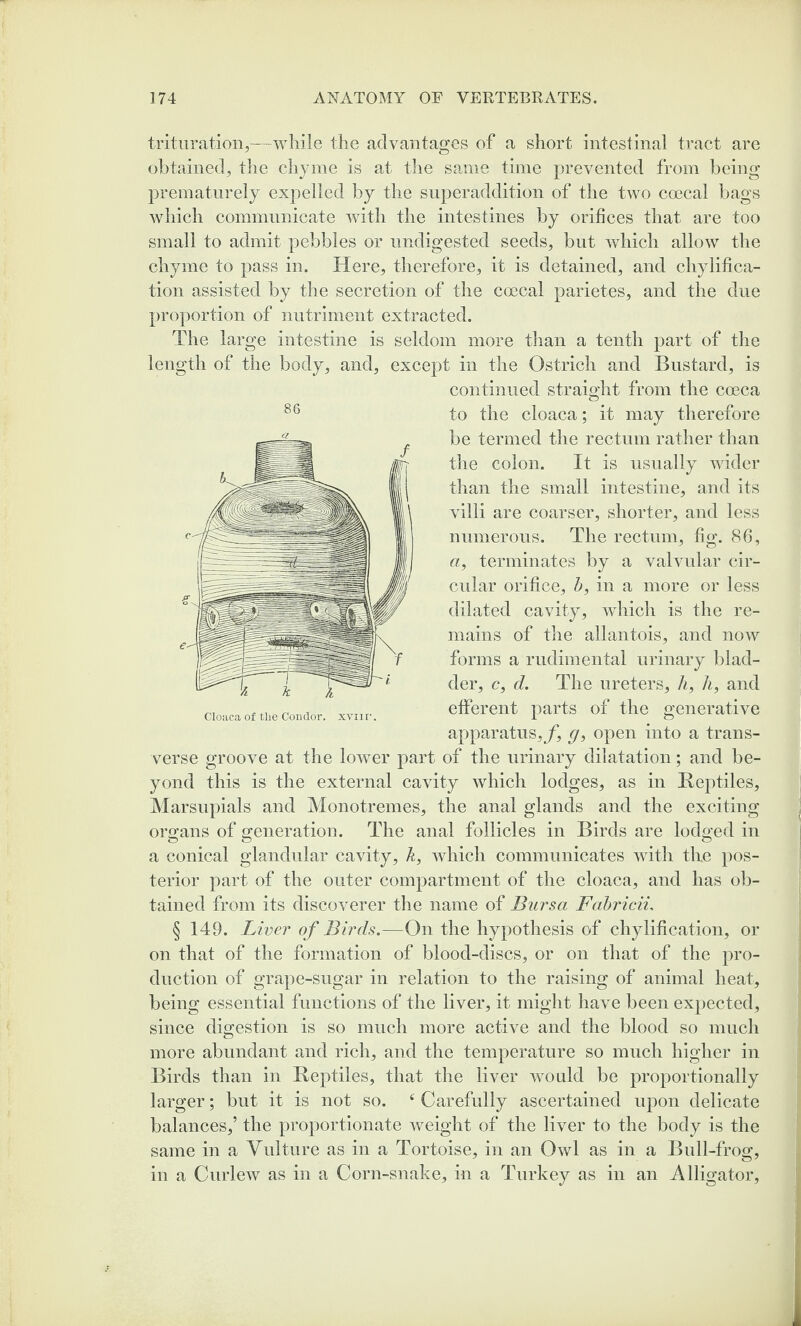 trituration,—while the advantages of a short intestinal tract are obtained, the chyme is at the same time prevented from being prematurely expelled by the superaddition of the two coecal bags which communicate with the intestines by orifices that are too small to admit pebbles or undigested seeds, but which allow the chyme to pass in. Here, therefore, it is detained, and chylifica- tion assisted by the secretion of the coecal parietes, and the due proportion of nutriment extracted. The large intestine is seldom more than a tenth part of the length of the body, and, except in the Ostrich and Bustard, is continued straight from the coeca to the cloaca; it may therefore be termed the rectum rather than the colon. It is usually wider than the small intestine, and its villi are coarser, shorter, and less numerous. The rectum, fig. 86, a, terminates by a valvular cir¬ cular orifice, b, in a more or less dilated cavity, which is the re¬ mains of the allantois, and now forms a rudimental urinary blad¬ der, c, d. The ureters, h, li, and efferent parts of the generative apparatus,/*, g, open into a trans¬ verse groove at the lower part of the urinary dilatation; and be¬ yond this is the external cavity which lodges, as in Reptiles, Marsupials and Monotremes, the anal glands and the exciting organs of generation. The anal follicles in Birds are lodged in a conical glandular cavity, k, which communicates with the pos¬ terior part of the outer compartment of the cloaca, and has ob¬ tained from its discoverer the name of Bursa Fabricii, § 149. Liver of Birds.—On the hypothesis of chylification, or on that of the formation of blood-discs, or on that of the pro¬ duction of grape-sugar in relation to the raising of animal heat, being essential functions of the liver, it might have been expected, since digestion is so much more active and the blood so much more abundant and rich, and the temperature so much higher in Birds than in Reptiles, that the liver would be proportionally larger; but it is not so. f Carefully ascertained upon delicate balances,’ the proportionate weight of the liver to the body is the same in a Vulture as iu a Tortoise, in an Owl as in a Bull-frog, in a Curlew as in a Corn-snake, in a Turkey as in an Alligator, 86 Cloaca of tlie Condor, xvnr