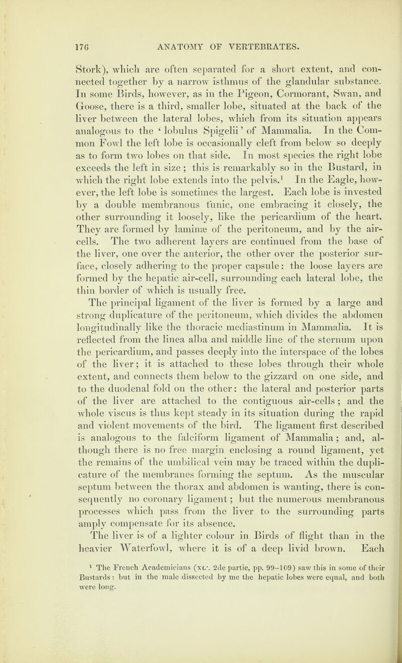Stork), which are often separated for a short extent, and con¬ nected together by a narrow isthmus of the glandular substance. In some Birds, however, as in the Pigeon, Cormorant, Swan, and Goose, there is a third, smaller lobe, situated at the back of the liver between the lateral lobes, which from its situation appears analogous to the 4 lobulus Spigelii ’ of Mammalia. In the Com¬ mon Fowl the left lobe is occasionally cleft from below so deeply as to form two lobes on that side. In most species the right lobe exceeds the left in size; this is remarkably so in the Bustard, in wdiich the right lobe extends into the pelvis.1 In the Eagle, how¬ ever, the left lobe is sometimes the largest. Each lobe is invested by a double membranous tunic, one embracing it closely, the other surrounding it loosely, like the pericardium of the heart. They are formed by lamina} of the peritoneum, and by the air- cells. The two adherent layers are continued from the base of the liver, one over the anterior, the other over the posterior sur¬ face, closely adhering to the proper capsule: the loose layers are formed by the hepatic air-cell, surrounding each lateral lobe, the thin border of which is usually free. The principal ligament of the liver is formed by a large and strong duplicature of the peritoneum, which divides the abdomen longitudinally like the thoracic mediastinum in Mammalia. It is reflected from the linea alba and middle line of the sternum upon the pericardium, and passes deeply into the interspace of the lobes of the liver; it is attached to these lobes through their whole extent, and connects them below to the gizzard on one side, and to the duodenal fold on the other: the lateral and posterior parts of the liver are attached to the contiguous air-cells ; and the whole viscus is thus kept steady in its situation during the rapid and violent movements of the bird. The ligament first described is analogous to the falciform ligament of Mammalia; and, al¬ though there is no free margin enclosing a round ligament, yet the remains of the umbilical vein may be traced within the dupli¬ cature of the membranes forming the septum. As the muscular septum between the thorax and abdomen is wanting, there is con¬ sequently no coronary ligament; but the numerous membranous processes which pass from the liver to the surrounding parts amply compensate for its absence. The liver is of a lighter colour in Birds of flight than in the heavier Waterfowl, where it is of a deep livid brown. Each 1 The French Academicians (xl*. 2de partie, pp. 99-109) saw this in some of their Bustards: but in the male dissected by me the hepatic lobes were equal, and both were long.