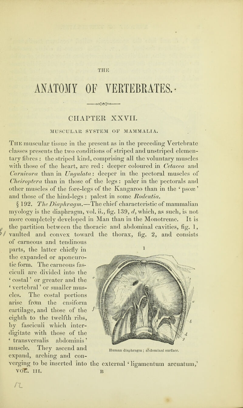 THE ANATOMY OF VERTEBRATES. CTIAPTER XXVII. MUSCULAR SYSTEM OF MAMMALIA. The muscular tissue in tlie present as in the preceding Vertebrate classes presents the two conditions of striped and unstriped elemen¬ tary fibres : the striped kind, comprising all the voluntary muscles mth those of the heart, are red: deeper coloured in Cetacea and Carnivora than in Ungulata: deeper in the pectoral muscles of Cheiroptera than in those of the legs : paler in the pectorals and other muscles of the fore-legs of the Kangaroo than in the ^ psofe ’ and those of the hind-legs : palest in some Rodentia. § 192. The Diaphragm.—The chief characteristic of mammalian myology is the diaphragm, vol. ii., fig. 139, d, which, as such, is not more completely developed in Man than in the Monotreme. It is the partition between the thoracic and abdominal cavities, fig. 1, vaulted and convex toward the thorax, fig. 2, and consists of carneous and tendinous parts, the latter chiefly in ^ the expanded or aponeuro¬ tic form. The carneous fas¬ ciculi are divided into the ^ costal ’ or greater and the ^ vertebral ’ or smaller mus¬ cles. The costal portions arise from the ensiform cartilage, and those of the eighth to the twelfth ribs, by fasciculi which inter- digitate with those of the ‘ transversalis abdominis ’ muscle. They ascend and expand, arching and con¬ verging to be inserted into the external ‘ ligamentum arcuatum,’ voC. III. B Human diaphragm ; abdominal surface. /