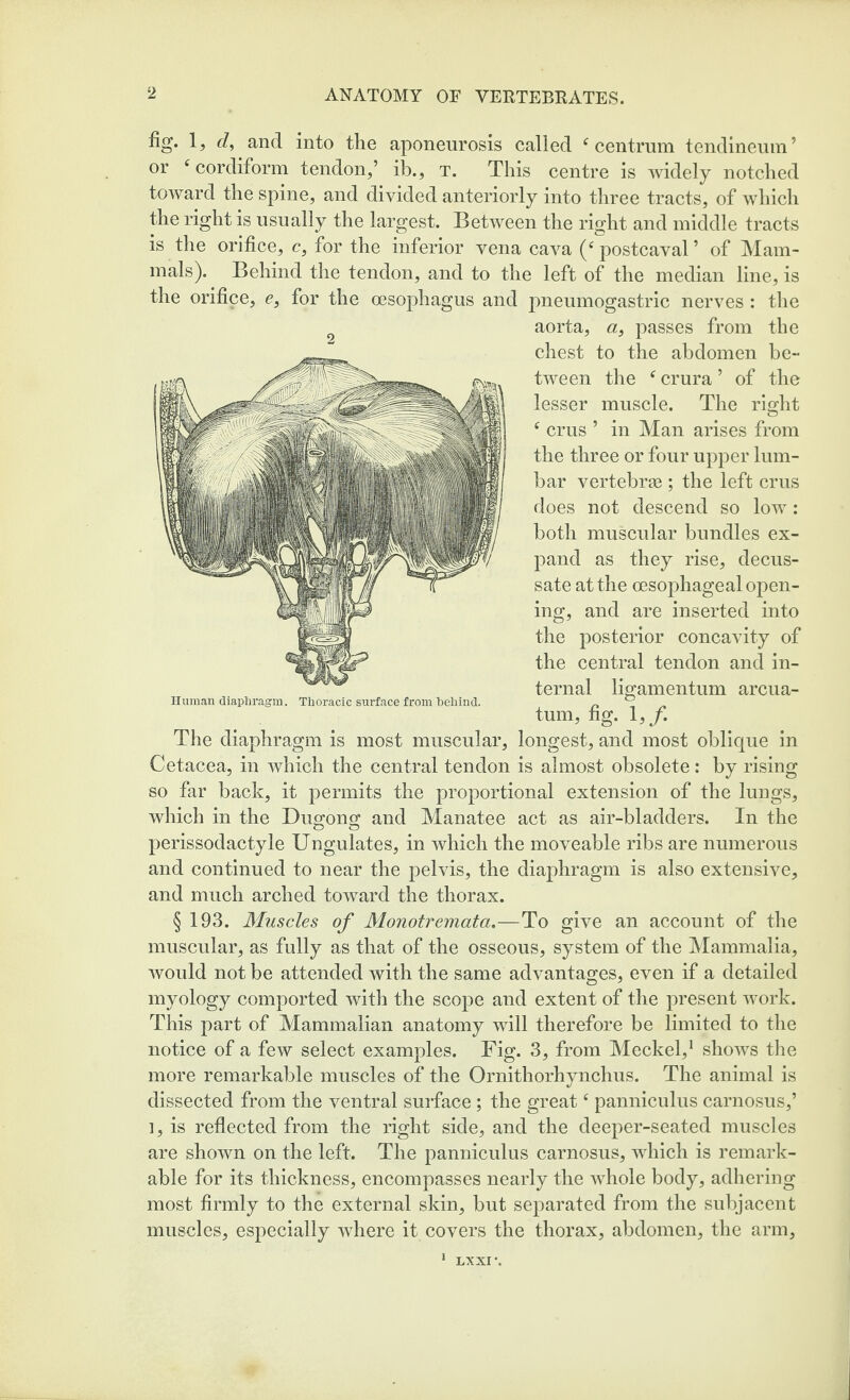 ANATOMY OF VERTEBRATES. fig. 1, cl^ and into the aponeurosis called '^centrum tendineiun’ or ^ cordiform tendon,’ ib., t. This centre is widely notched toward the spine, and divided anteriorly into three tracts, of whicli the right is usually the largest. Between the right and middle tracts is the orifice, c, for the inferior vena cava postcaval ’ of Mam¬ mals). Behind the tendon, and to the left of the median line, is the orifice, e, for the oesophagus and pneumogastric nerves : the aorta, a, passes from the chest to the abdomen be¬ tween the ^ crura’ of the lesser muscle. The right ^ crus ’ in Man arises from the three or four upper lum¬ bar vertebrae; the left crus does not descend so low: both muscular bundles ex¬ pand as they rise, decus¬ sate at the oesophageal open¬ ing, and are inserted into the posterior concavity of the central tendon and in¬ ternal ligamentum arcua- tum, %. 1,/. The diaphragm is most muscular, longest, and most oblique in Cetacea, in which the central tendon is almost obsolete: by rising so far back, it permits the proportional extension of the lungs, which in the Dugong and Manatee act as air-bladders. In the perissodactyle Ungulates, in which the moveable ribs are numerous and continued to near the pelvis, the diaphragm is also extensive, and much arched toward the thorax. § 193. Muscles of Monotremata.—To give an account of the muscular, as fully as that of the osseous, system of the Mammalia, Avould not be attended with the same advantages, even if a detailed myology comported with the scope and extent of the present work. This part of Mammalian anatomy will therefore be limited to the notice of a few select examples. Fig. 3, from Meckel,* shows tlie more remarkable muscles of the Ornithorhynchus. The animal is dissected from the ventral surface ; the great ^ panniculus carnosus,’ ], is reflected from the right side, and the deeper-seated muscles are shown on the left. The panniculus carnosus, which is remark¬ able for its thickness, encompasses nearly the whole body, adhering most firmly to the external skin, but separated from the subjacent muscles, especially where it covers the thorax, abdomen, the arm. 2 Human diaphragm. Thoracic surface from behind. LXXI-.