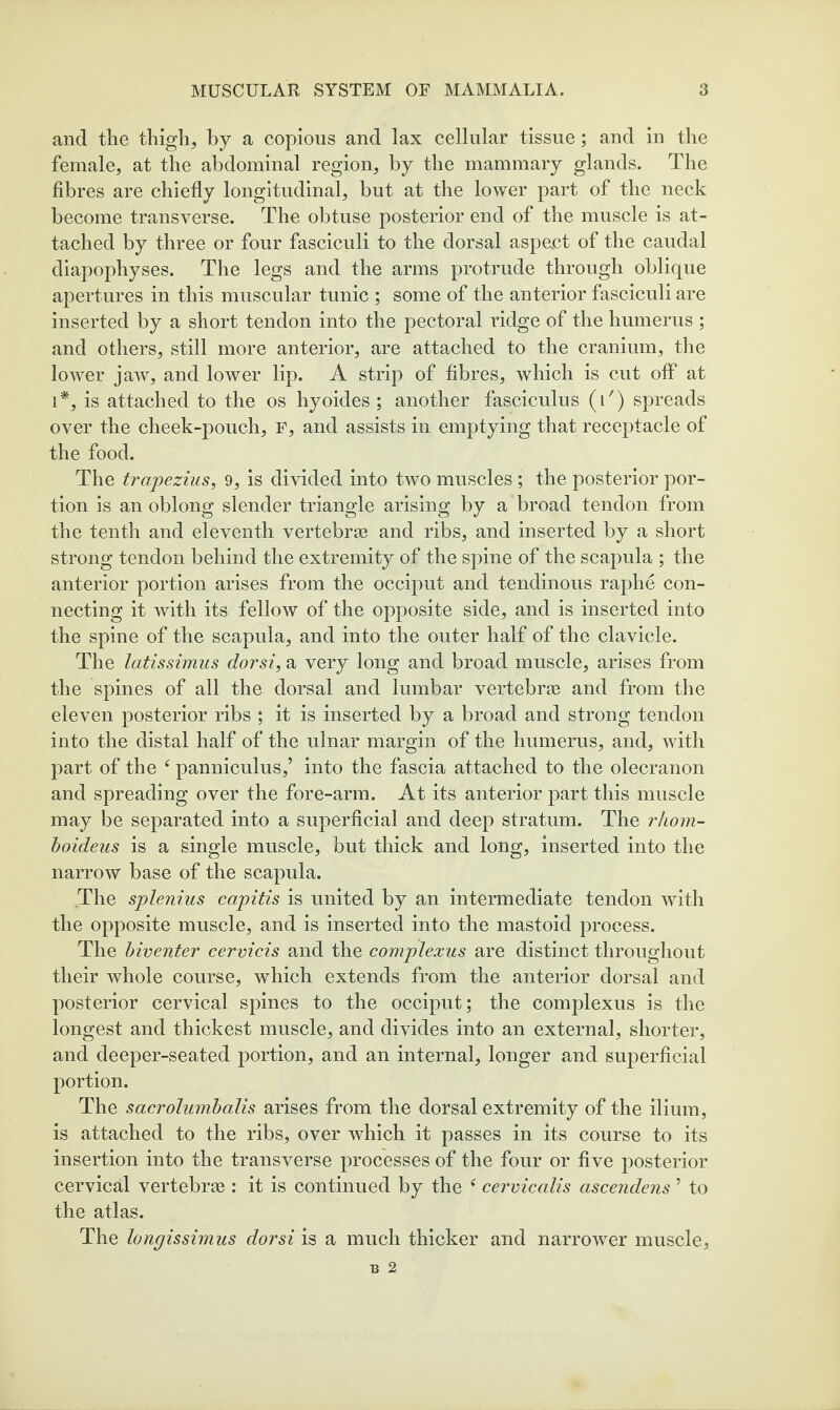 and the thigh, by a copious and lax cellular tissue; and in the female, at the abdominal region, by the mammary glands. The fibres are chiefly longitudinal, but at the lower part of the neck become transverse. The obtuse posterior end of the muscle is at¬ tached by three or four fasciculi to the dorsal aspect of the caudal diapophyses. The legs and the arms protrude through oblique apertures in this muscular tunic ; some of the anterior fasciculi are inserted by a short tendon into the pectoral ridge of the humerus ; and others, still more anterior, are attached to the cranium, the lower jaw, and lower lip. A strip of fibres, which is cut off at 1*, is attached to the os hyoides ; another fasciculus (i') spreads over the cheek-pouch, F, and assists in emptying that receptacle of the food. The trapezius, 9, is divided into two muscles ; the posterior por¬ tion is an oblong slender triangle arising by a broad tendon from the tenth and eleventh vertebrae and ribs, and inserted by a short strong tendon behind the extremity of the spine of the scapula ; the anterior portion arises from the occqout and tendinous raphe con¬ necting it with its fellow of the opposite side, and is inserted into the spine of the scapula, and into the outer half of the clavicle. The latissimus dorsi, a very long and broad muscle, arises from the spines of all the dorsal and lumbar vertebras and from the eleven posterior ribs ; it is inserted by a broad and strong tendon into the distal half of the ulnar margin of the humerus, and, with part of the ^ panniculus,’ into the fascia attached to the olecranon and spreading over the fore-arm. At its anterior part this muscle may be separated into a superficial and deep stratum. The rliom- hoideus is a single muscle, but thick and long, inserted into the narrow base of the scapula. The splenius capitis is united by an intermediate tendon with the opposite muscle, and is inserted into the mastoid process. The biventer cervicis and the complexus are distinct throughout their whole course, which extends from the anterior dorsal and posterior cervical spines to the occiput; the complexus is the longest and thickest muscle, and divides into an external, shorter, and deeper-seated portion, and an internal, longer and superficial portion. The sacrolumbadis arises from the dorsal extremity of the ilium, is attached to the ribs, over which it passes in its course to its insertion into the transverse processes of the four or five posterior cervical vertebrje : it is continued by the ^ cervicalis ascendens ’ to the atlas. The longissimus dorsi is a much thicker and narrower muscle.