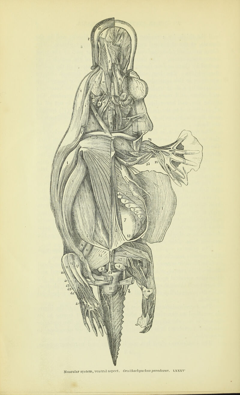 Muscular system, ventral aspect-- OrinthorJiynchus paradoxus, lxxxv