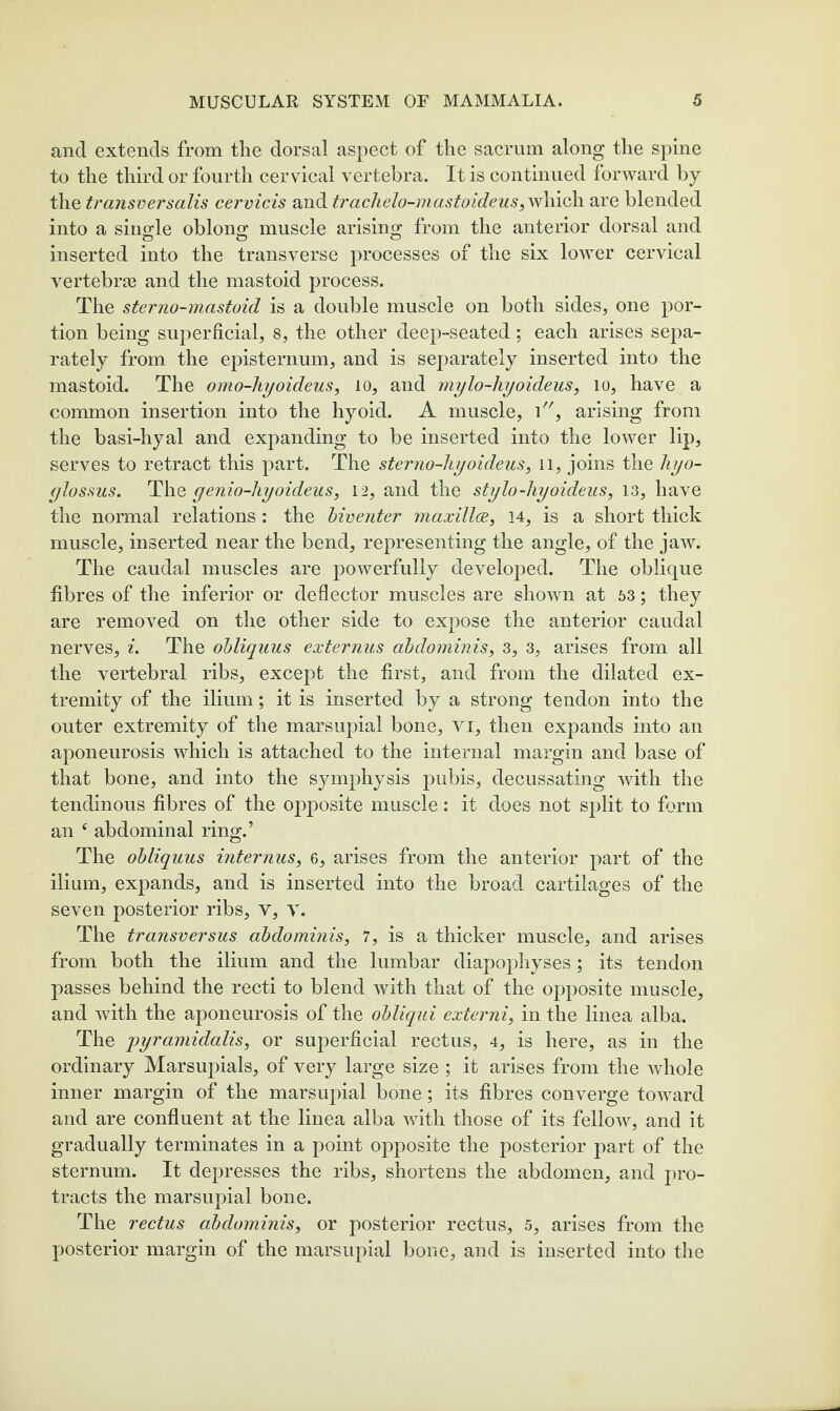 and extends from the dorsal aspect of the sacrum along the spine to the third or fourth cervical vertebra. It is continued forward by the transversalis cervicis and trachelo-mastoideus, wliiGh are blended into a sinofle oblono; muscle arising from the anterior dorsal and inserted into the transverse processes of the six lower cervical vertebras and the mastoid process. The sterno-mastoid is a double muscle on both sides, one por¬ tion being superficial, 8, the other deep-seated; each arises sepa¬ rately from the episternum, and is separately inserted into the mastoid. The omo-liyoideus, lo, and mylo-hyoideus, lo, have a common insertion into the hyoid. A muscle, V', arising from the basi-hyal and expanding to be inserted into the lower lip, serves to retract this part. The sterno-hyoideus, ii, joins the hyo- ylossus. The yenio-Iiyoideus, 12, and the stylo-hyoideus, 13, have the normal relations : the biventer ynaxillce, 14, is a short thick muscle, inserted near the bend, representing the angle, of the jaAV. The caudal muscles are powerfully developed. The oblique fibres of the inferior or deflector muscles are shown at 53; they are removed on the other side to expose the anterior caudal nerves, i. The obliquus externus abdominis, 3, 3, arises from all the vertebral ribs, except the first, and from the dilated ex¬ tremity of the ilium; it is inserted by a strong tendon into the outer extremity of the marsupial bone, vi, then expands into an aponeurosis which is attached to the internal margin and base of that bone, and into the symphysis pubis, decussating Avith the tendinous fibres of the opposite muscle: it does not split to form an ^ abdominal ring.’ The obliquus internus, 6, arises from the anterior part of the ilium, expands, and is inserted into the broad cartilages of the seven posterior ribs, v, v. The transversus abdominis, 7, is a thicker muscle, and arises from both the ilium and the lumbar diapophyses; its tendon passes behind the recti to blend with that of the opposite muscle, and Avith the aponeurosis of the obliqui externi, in the linea alba. The pyramidalis, or superficial rectus, 4, is here, as in the ordinary Marsupials, of very large size ; it arises from the Avhole inner margin of the marsupial bone; its fibres converge toward and are confluent at the linea alba Avith those of its felloAv, and it gradually terminates in a point opposite the posterior part of the sternum. It depresses the ribs, shortens the abdomen, and pro¬ tracts the marsupial bone. The rectus abdominis, or posterior rectus, 5, arises from the posterior margin of the marsupial bone, and is inserted into the