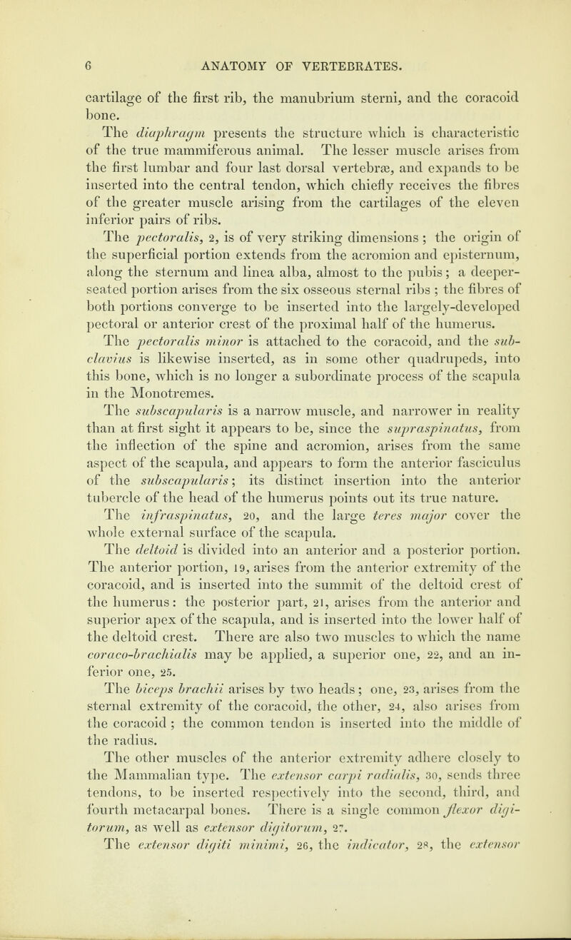 cartilage of the first rib, the manubrium sterni, and the coracoid bone. The diaphragm presents the structure which is characteristic of the true mammiferous animal. The lesser muscle arises from the first lumbar and four last dorsal vertebrae, and expands to be inserted into the central tendon, which chiefly receives the fibres of the greater muscle arising from the cartilages of the eleven inferior pairs of ribs. The pectoralis, 2, is of very striking dimensions ; the origin of the superficial portion extends from the acromion and episternum, along the sternum and linea alba, almost to the pubis; a deeper- seated portion arises from the six osseous sternal ribs ; the fibres of both portions converge to be inserted into the largely-developed pectoral or anterior crest of the proximal half of the humerus. The pectoralis minor is attached to the coracoid, and the suh- clavius is likewise inserted, as in some other quadrupeds, into this bone, which is no longer a subordinate process of the scapula in the Monotremes. The suhscapularis is a narrow muscle, and narrower in reality than at first sight it appears to be, since the supraspinatus, from the inflection of the spine and acromion, arises from the same aspect of the scapula, and appears to form the anterior fasciculus of the suhscapularis; its distinct insertion into the anterior tubercle of the head of the humerus points out its true nature. The infraspinatus, 20, and the large teres major cover the whole external surface of the scapula. The deltoid is divided into an anterior and a posterior portion. The anterior portion, 19, arises from the anterior extremity of the coracoid, and is inserted into the summit of the deltoid crest of the humerus: the posterior part, 21, arises from the anterior and superior apex of the scapula, and is inserted into the loAver half of the deltoid crest. There are also two muscles to wdiich the name coraco-hrachialis may be applied, a superior one, 22, and an in¬ ferior one, 25. The hiceps hrachii arises by two heads; one, 23, arises from the sternal extremity of the coracoid, the other, 24, also arises from the coracoid ; the common tendon is inserted into the middle of the radius. The other muscles of the anterior extremity adhere closely to the Mammalian type. The extensor carpi radialis, 3o, sends three tendons, to be inserted respectively into the second, third, and fourth metacarpal bones. There is a single common flexor digi- torum, as well as extensor digitoruin, 27. The extensor digiti minimi, 26, the indicator, 2«, the extensor