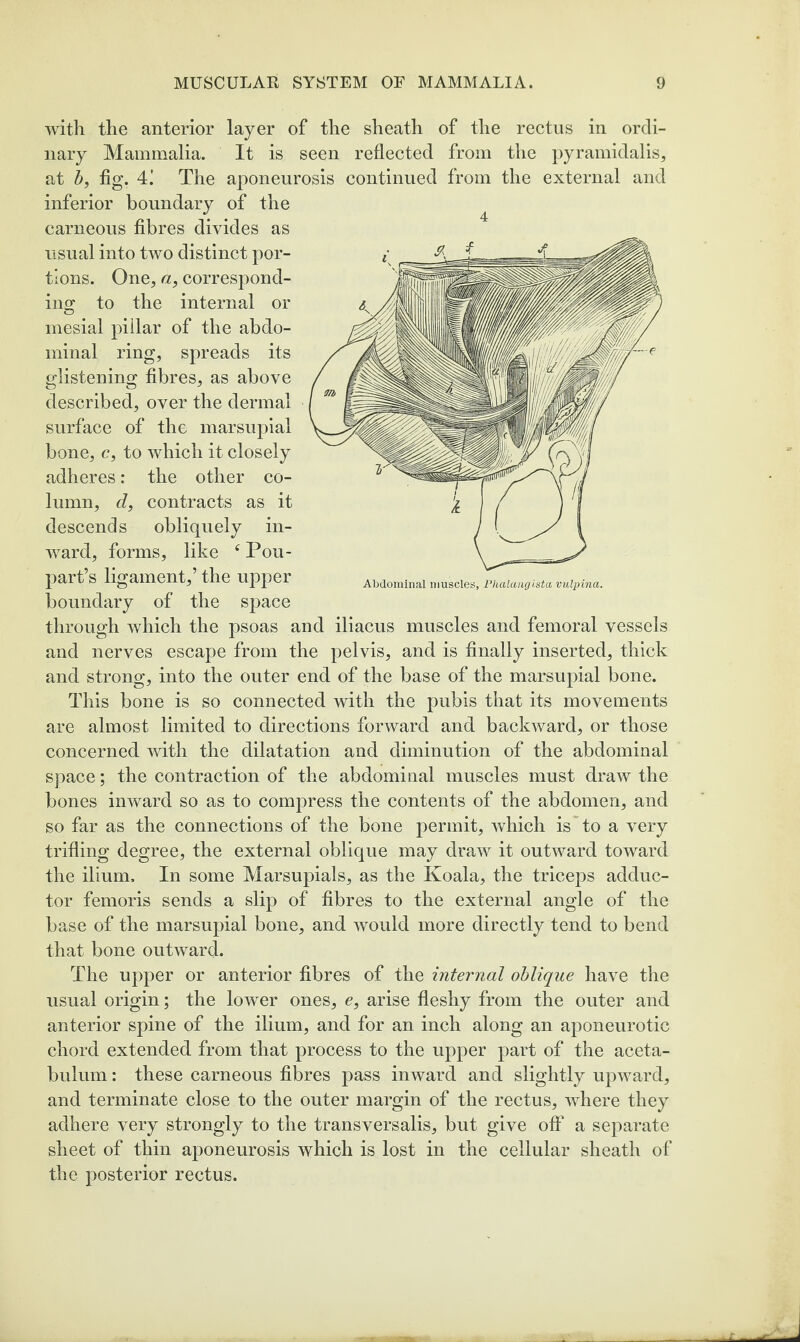 with the anterior layer of the sheath of the rectus in ordi¬ nary Mammalia. It is seen reflected from the pyramidalis, at h, fig. 4! The aponeurosis continued from the external and inferior boundary of the carneous fibres divides as usual into two distinct por¬ tions. One, a, correspond¬ ing to the internal or mesial pillar of the abdo¬ minal ring, spreads its glistening fibres, as above described, over the dermal surface of the marsupial bone, c, to which it closely adheres: the other co¬ lumn, d, contracts as it descends obliquely in¬ ward, forms, like ‘ Pou- part’s ligament,’ the upper boundary of the space through which the psoas and illacus muscles and femoral vessels and nerves escape from the pelvis, and is finally inserted, thick and strong, into the outer end of the base of the marsupial bone. This bone is so connected with the pubis that its movements are almost limited to directions forward and backward, or those concerned with the dilatation and diminution of the abdominal space; the contraction of the abdominal muscles must draw the bones inward so as to compress the contents of the abdomen, and so far as the connections of the bone permit, which is to a very trifling degree, the external oblique may draw it outward toward the ilium. In some Marsupials, as the Koala, the triceps adduc¬ tor femoris sends a slip of fibres to the external angle of the base of the marsupial bone, and would more directly tend to bend that bone outward. The upper or anterior fibres of the internal oblique have the usual origin; the low^er ones, e, arise fleshy from the outer and anterior spine of the ilium, and for an inch along an aponeurotic chord extended from that process to the upper part of the aceta¬ bulum : these carneous fibres pass inward and slightly upward, and terminate close to the outer margin of the rectus, where they adhere very strongly to the transversalis, but give off a separate sheet of thin aponeurosis which is lost in the cellular sheath of the posterior rectus. Abdominal muscles, Pkalaiigistavulpina.
