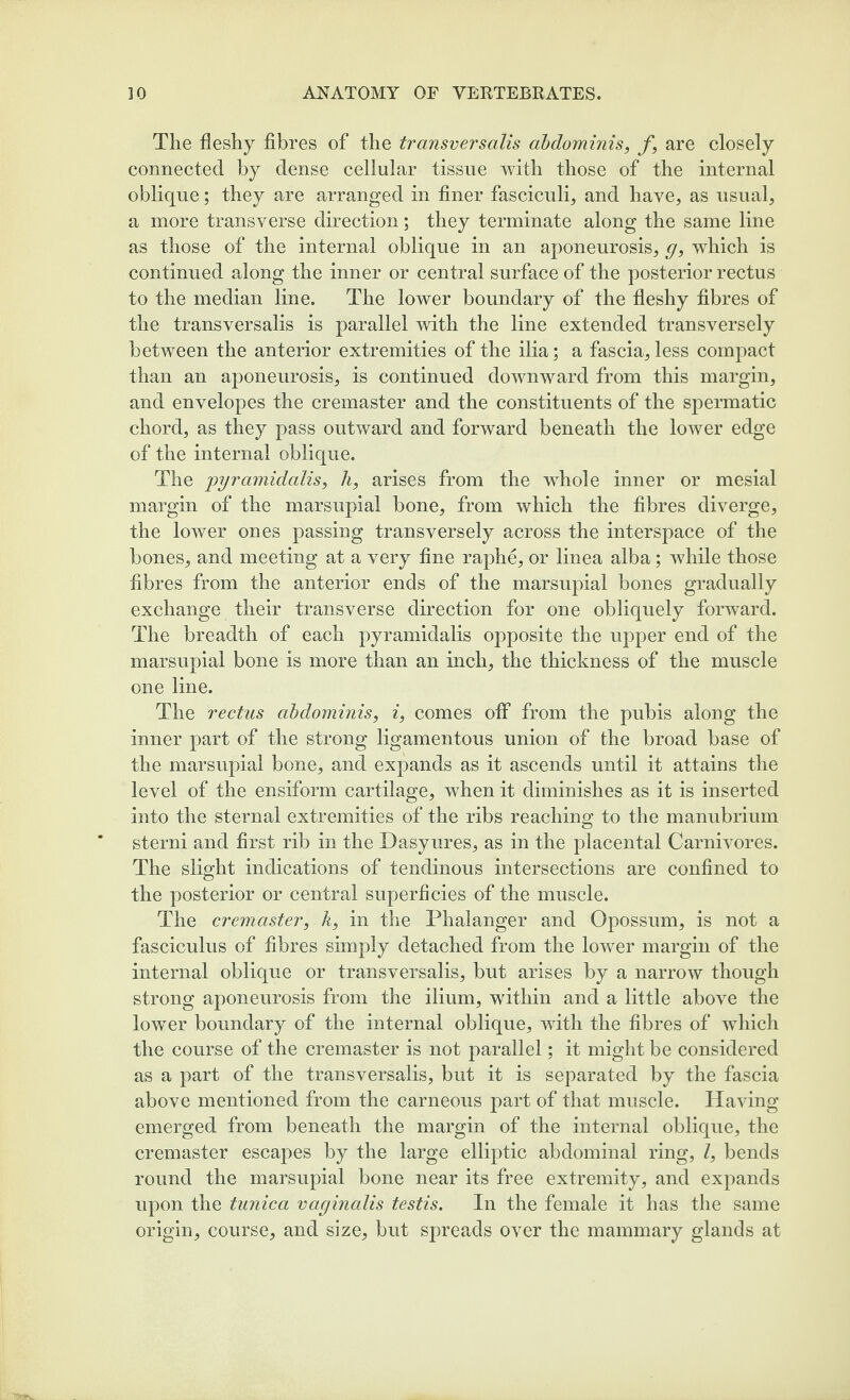 The fleshy fibres of the transversalis abdominis, f, are closely connected by dense cellular tissue with those of the internal oblique; they are arranged in finer fasciculi, and have, as usual, a more transverse direction; they terminate along the same line as those of the internal oblique in an aponeurosis, g, which is continued along the inner or central surface of the posterior rectus to the median line. The lower boundary of the fleshy fibres of the transversalis is parallel with the line extended transversely between the anterior extremities of the ilia; a fascia, less compact than an aponeurosis, is continued downward from this margin, and envelopes the cremaster and the constituents of the spermatic chord, as they pass outward and forward beneath the lower edge of the internal oblique. The pyramidalis, h, arises from the whole inner or mesial margin of the marsupial bone, from which the fibres diverge, the lower ones passing transversely across the interspace of the bones, and meeting at a very fine raphe, or linea alba; while those fibres from the anterior ends of the marsupial bones gradually exchange their transverse direction for one obliquely forward. The breadth of each pyramidalis opposite the upper end of the marsupial bone is more than an inch, the thickness of the muscle one line. The rectus abdominis, i, comes ofi* from the pubis along the inner part of the strong ligamentous union of the broad base of the marsupial bone, and expands as it ascends until it attains the level of the ensiform cartilage, when it diminishes as it is inserted into the sternal extremities of the ribs reaching to the manubrium sterni and first rib in the Dasyures, as in the placental Carnivores. The slight indications of tendinous intersections are confined to the posterior or central superficies of the muscle. The cremaster, k, in the Phalanger and Opossum, is not a fasciculus of fibres simply detached from the lower margin of the internal oblique or transversalis, but arises by a narrow though strong aponeurosis from the ilium, within and a little above the lower boundary of the internal oblique, with the fibres of which the course of the cremaster is not parallel; it might be considered as a part of the transversalis, but it is separated by the fascia above mentioned from the carneous part of that muscle. Having emerged from beneath the margin of the internal oblique, the cremaster escapes by the large elliptic abdominal ring, I, bends round the marsupial bone near its free extremity, and expands upon the tunica vaginalis testis. In the female it has the same origin, course, and size, but spreads over the mammary glands at