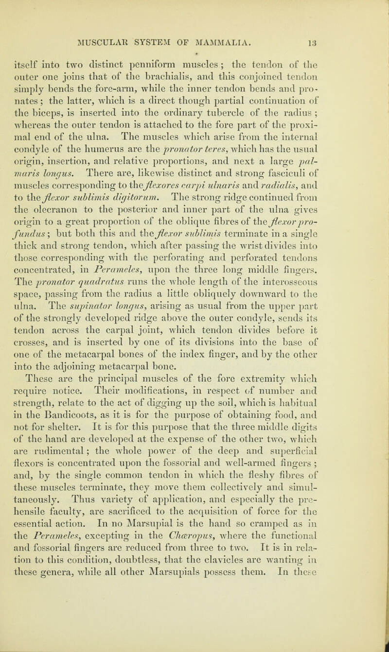 itself into two distinct penniform muscles ; the tendon of tlie outer one joins that of the brachialis, and this conjoined tendon simply bends the fore-arm, while the inner tendon bends and pro- nates; the latter, which is a direct though partial continuation of the biceps, is inserted into the ordinary tubercle of the radius ; whereas the outer tendon is attached to the fore part of the proxi¬ mal end of the ulna. The muscles which arise from the internal condyle of the humerus are the 'pronator teres, which has the usual origin, insertion, and relative proportions, and next a large pal- maris longus. There are, likewise distinct and strong fasciculi of muscles corresponding to theJiexores carpi ulnaris and radialis, and to the flexor sublimis dlgitorum. The strong ridge continued from the olecranon to the posterior and inner part of the ulna gives origin to a great proportion of the oblique fibres of the flexor pro- fundus; but both this and the flexor sublimis terminate in a single thick and strong tendon, which after passing the wrist divides into those corresponding with tlie perforating and perforated tendons concentrated, in Perameles, upon the three long middle fingers. The pronator quadratus runs the whole length of the interosseous space, passing from the radius a little obliquely downward to the ulna. The supinator longus, arising as usual from the upper part of the strongly developed ridge above the outer condyle, sends its tendon across the carpal joint, which tendon divides before it crosses, and is inserted by one of its divisions into the base of one of the metacarpal bones of the index finger, and by the other into the adjoining metacarpal bone. These are the principal muscles of the fore extremity which require notice. Their modifications, in respect of number and strength, relate to the act of digging up the soil, which is habitual in the Bandicoots, as it is for the purpose of obtaining food, and not for shelter. It is for this purpose that the three middle digits of the hand are developed at the expense of the other two, which are rudimental; the whole power of the deep and superficial flexors is concentrated upon the fossorial and well-armed fingers ; and, by the single common tendon in which the fleshy fibres of these muscles terminate, they move them collectively and simul¬ taneously. Thus variety of application, and especially the pre¬ hensile faculty, are sacrificed to the acquisition of force for the essential action. In no Marsupial is the hand so cramped as in the Perameles, excepting in the Chceropus, wdiere the functional and fossorial fingers are reduced from three to two. It is in rela¬ tion to this condition, doubtless, that the clavicles are wanting in these genera, while all other Marsupials possess them. In these