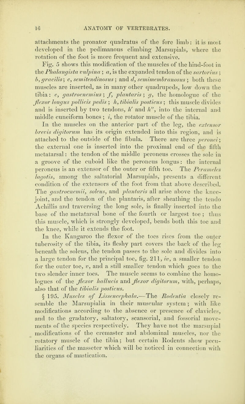 attachments the pronator quadratus of the fore limb: it is most developed in the pedimanous climbing Marsupials, where the rotation of the foot is more frequent and extensive. Fig. 5 shows this modification of the muscles of the hind-foot in \}\Q Phalangista vulpina ; a, is the expanded tendon of the sartorms ; h, gracilis \ c, semitendinosus ; and d, semimembranosus ; both these muscles are inserted, as in many other quadrupeds, low down tlie tibia : e, gastrocnemius; f, plantaris ; g, the homologue of the Jiexor longus poUicis pedis ; A, tibialis posticus ; this muscle divides and is inserted by two tendons, h' and A, into the internal and middle cuneiform bones; i, the rotator muscle of the tibia. In the muscles on the anterior part of the leg, the extensor brevis digitorum has its origin extended into this region, and is attached to the outside of the fibula. There are three peronei; the external one is inserted into the proximal end of the fifth metatarsal: the tendon of the middle peroneus crosses the sole in a groove of the cuboid like the peroneus longus: the internal peroneus is an extensor of the outer or fifth toe. The Perameles lagotis, among the saltatorial Marsupials, presents a different condition of the extensors of the foot from that above described. The gastrocnemii, soleus, and plantaris all arise above the knee- joint, and the tendon of the plantaris, after sheathing the tendo Achillis and traversing the long sole, is finally inserted into the base of the metatarsal bone of the fourth or largest toe ; thus this muscle, which is strongly developed, bends both this toe and the knee, while it extends the foot. In the Kangaroo the flexor of the toes rises from the outer tuberosity of the tibia, its fleshy part covers the back of the leg beneath the soleus, the tendon passes to the sole and divides into a large tendon for the principal toe, fig. 211, A, a smaller tendon for the outer toe, v, and a still smaller tendon which goes to the two slender inner toes. The muscle seems to combine the homo- logues of the jiexor hallucis and jiexor digitorum, Avith, perhaps, also that of the tibialis posticus. § 195. Muscles of Lissencephala.—The Rodentia closely re¬ semble the Marsupialia in their muscular system; with like modifications according to the absence or presence of clavicles, and to the gradatory, saltatory, scansorial, and fossorial move¬ ments of the species respectively. They have not the marsupial modifications of the cremaster and abdominal muscles, nor the rotatory muscle of the tibia; but certain Kodents shoAv pecu¬ liarities of the masseter which will be noticed in connection Avith the organs of mastication.