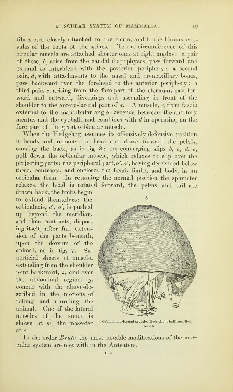 fibres are closely attached to the derm, and to the fibrous cap¬ sules of the roots of the spines. To the circumference of this circular muscle are attached shorter ones at right angles : a pair of these, arise from the caudal diapophyses, pass forward and expand to interblend with the posterior periphery: a second pair, d, with attachments to the nasal and premaxillary bones, pass backward over the forehead to the anterior periphery: a third pair, e, arising from the fore part of the sternum, pass for¬ ward and outward, diverging, and ascending in front of the shoulder to the antero-lateral part of a, A muscle, c, from fascia external to the mandibular angle, ascends between the auditory meatus and the eyeball, and combines with d in operating on the fore part of the great orbicular muscle. When the Hedgehog assumes its offensively defensive position it bends and retracts the head and draws forward the pelvis, curving the back, as in fig. 8 : the converging slips h, c, d, e, pull down the orbicular muscle, which relaxes to slip over the projecting parts: the peripheral part,having descended below these, contracts, and encloses the head, limbs, and body, in an orbicular form. In resuming the normal position the sphincter relaxes, the head is rotated forward, the pelvis and tail are drawn back, the limbs begin to extend themselves: the orbicularis, a', a', is pushed up beyond the meridian, and then contracts, dispos¬ ing itself, after full exten¬ sion of the parts beneath, upon the dorsum of the animal, as in fig. 7. Su¬ perficial sheets of muscle, extending from the shoulder joint backward, 5, and over the abdominal region, concur with the above-de¬ scribed in the motions of rolling and unrolling the animal. One of the lateral muscles of the snout is shown at m, the masseter at c. In the order Bruta the most notable modifications of the mus¬ cular system are met with in the Anteaters. Orbicularis dermal muscle. Hedgehog, half unrolled. XLIII.