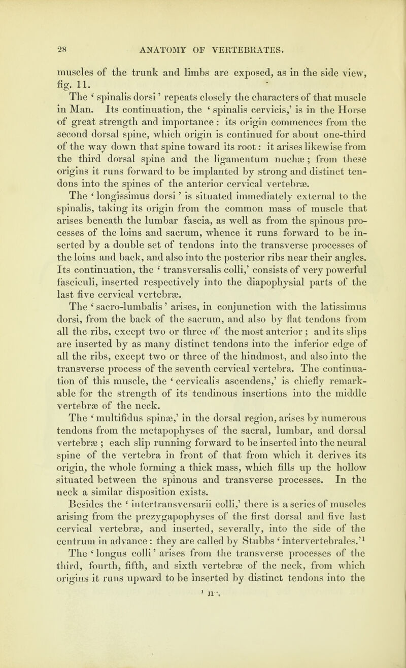 muscles of the trunk and limbs are exposed, as in the side view, hg. 11. ^ ^ ^ The ^ spinalis dorsi ’ repeats closely the characters of that muscle in Man. Its continuation, the ‘ spinalis cervicis,’ is in the Horse of great strength and importance : its origin commences from the second dorsal spine, which origin is continued for about one-third of the way down that spine toward its root: it arises likewise from the third dorsal spine and the ligamentum nuchae ; from these origins it runs forward to be implanted by strong and distinct ten¬ dons into the spines of the anterior cervical vertebrae. The ‘ longissimus dorsi ’ is situated immediately external to the spinalis, taking its origin from the common mass of muscle that arises beneath the lumbar fascia, as well as from the spinous pro¬ cesses of the loins and sacrum, whence it runs forward to be in¬ serted by a double set of tendons into the transverse processes of the loins and back, and also into the posterior ribs near their angles. Its continuation, the transversalis colli,’ consists of very powerful fasciculi, inserted respectively into the diapophysial parts of the last five cervical vertebrae. The ^ sacro-lumbalis ’ arises, in conjunction with the latissimus dorsi, from the back of the sacrum, and also by flat tendons from all the ribs, except two or three of the most anterior ; and its slips are inserted by as many distinct tendons into the inferior edge of all the ribs, except two or three of the hindmost, and also into the transverse process of the seventh cervical vertebra. The continua¬ tion of this muscle, the ^ cervicalis ascendens,’ is chiefly remark¬ able for the strength of its tendinous insertions into the middle vertebrie of the neck. The ^ multifidus spinas,’ in the dorsal region, arises by numerous tendons from the metapophyses of the sacral, lumbar, and dorsal vertebra ; each slip running forward to be inserted into the neural spine of the vertebra in front of that from which it derives its origin, the whole forming a thick mass, which fills up the hollow situated between the spinous and transverse processes. In the neck a similar disposition exists. Besides the ^ intertransversarii colli,’ there is a series of muscles arising from the prezygapophyses of the first dorsal and five last cervical vertebra, and inserted, severally, into the side of the centrum in advance: they are called by Stubbs ^ intervertebrales.’^ The ‘ longus colli ’ arises from the transverse processes of the tliird, fourth, fifth, and sixth vertebra of the neck, from which origins it runs upward to be inserted by distinct tendons into the n %