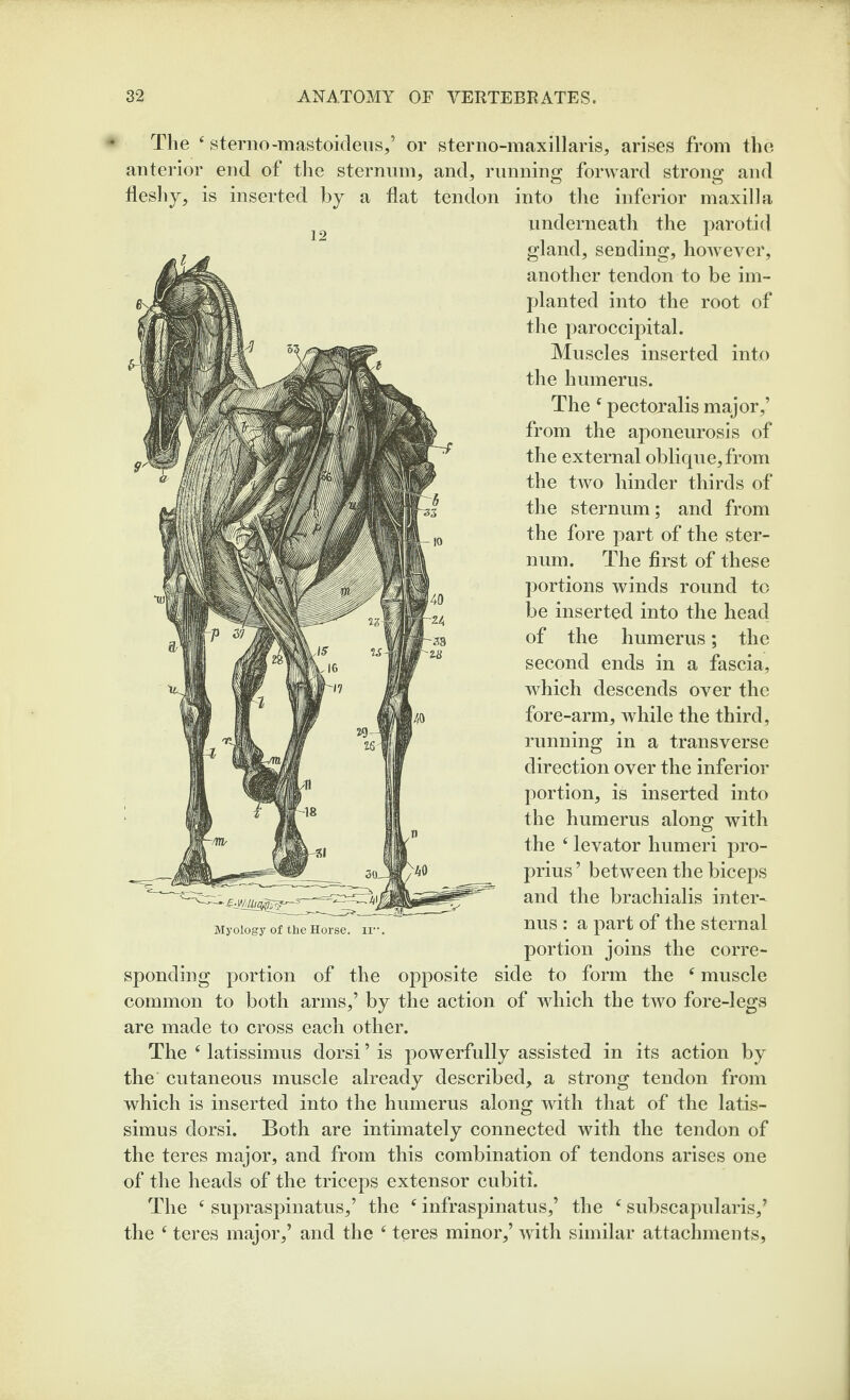 Tlie ^ sterno-mastokleiis/ or sterno-maxillaris, arises from the anterior end of the sternum, and, running forward strong and fleshy, is inserted by a flat tendon into tlie inferior maxilla underneath the parotid gland, sending, however, another tendon to be im¬ planted into the root of the paroccijntal. Muscles inserted into the humerus. The ‘ pectoralis major,’ from the aponeurosis of the external oblique, from the two hinder thirds of the sternum; and from the fore part of the ster¬ num. The first of these portions winds round to be inserted into the head of the humerus; the second ends in a fascia, which descends over the fore-arm, while the third, running in a transverse direction over the inferior portion, is inserted into the humerus along with the ^ levator humeri pro- prius ’ between the biceps and the brachialis inter- nus : a part of the sternal portion joins the corre¬ sponding portion of the opposite side to form the ^ muscle common to both arms,’ by the action of which the two fore-legs are made to cross each other. The ‘ latissimus dorsi ’ is powerfully assisted in its action by the cutaneous muscle already described, a strong tendon from which is inserted into the humerus along with that of the latis¬ simus dorsi. Both are intimately connected with the tendon of the teres major, and from this combination of tendons arises one of the heads of the triceps extensor cubiti. The ‘ supraspinatus,’ the ‘ infraspinatus,’ the ^ subscapularis,’ the ‘ teres major,’ and the ^ teres minor,’ with similar attachments. Myology of the Horse, ii