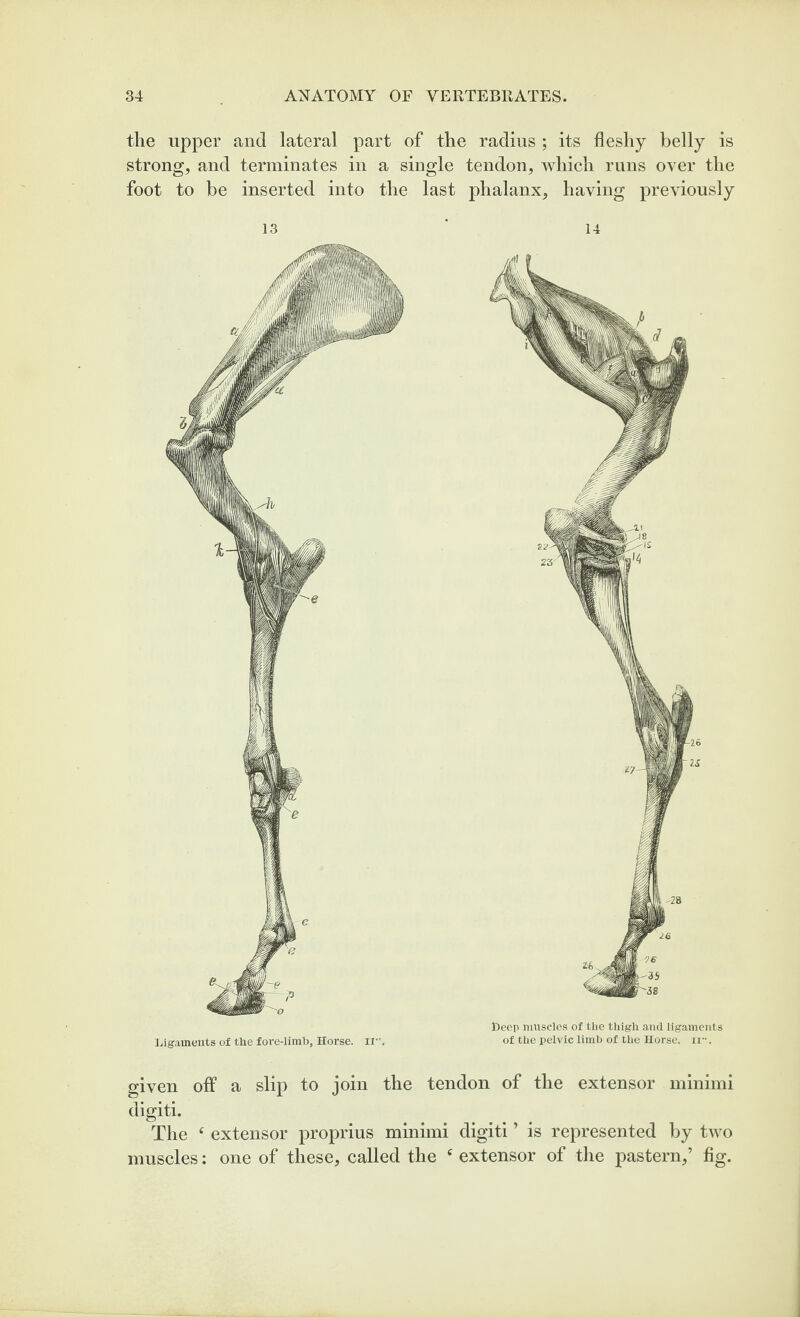 the upper and lateral part of the radius ; its fleshy belly is strong, and terminates in a single tendon, which runs over the foot to be inserted into the last phalanx, having previously 13 Ligaments of the fore-limb, Horse, ii. Deep muscles of the thigh and ligaments of the pelvic limb of the Horse, ir*. given off a slip to join the tendon of the extensor minimi digiti. The ^ extensor proprius minimi digiti ’ is represented by two muscles: one of these, called the ^ extensor of the pastern,’ fig.