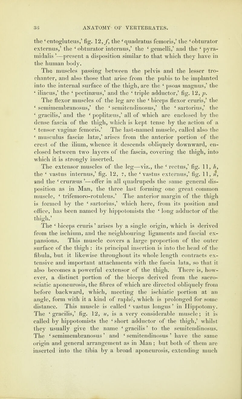 the ^entogiuteus,’ fig. 12,/, the ^quadratus femoris,’ the ‘obturator externus,’ the ‘ obturator internus,’ the ‘ gemelli,’ and the ‘ pyra- midalis ’—present a disposition similar to that which they have in the human body. The muscles passing between the pelvis and the lesser tro¬ chanter, and also those that arise from the pubis to be implanted into the internal surface of the thigh, are the ‘ psoas magnus,’ the ‘ iliacus,’ the ‘ pectinasus,’ and the ‘ triple adductor,’ fig. 12, p. The flexor muscles of the leg are the ‘ biceps flexor cruris,’ the ‘ semimembranosus,’ the ‘ semitendinosus,’ the ‘ sartorius,’ the ‘ gracilis,’ and the ‘ poplita^us,’ all of which are enclosed by the dense fascia of the thigh, which is kept tense by the action of a ‘ tensor vaginas femoris.’ The last-named muscle, called also the ‘ musculus fasciae lat^e,’ arises from the anterior portion of the crest of the ilium, whence it descends obliquely downward, en¬ closed between two layers of the fascia, covering the thigh, into which it is strongly inserted. The extensor muscles of the leg—viz., the ‘ rectus,’ fig. 11, h, the ‘ vastus internus,’ fig. 12, :, the ‘vastus externus,’ fig. 11, n, and the ‘ cruraeus ’—olfer in all quadrupeds the same general dis¬ position as in Man, the three last forming one great common muscle, ‘ trifemoro-rotuleus.’ The anterior margin of the thigh is formed by the ‘ sartorius,’ which here, from its position and office, has been named by hippotomists the ‘ long adductor of the thigh.’ The ‘ biceps cruris ’ arises by a single origin, which is derived from the ischium, and the neighbouring ligaments and fascial ex¬ pansions. This muscle covers a large proportion of the outer surface of the thigh : its principal insertion is into the head of the fibula, but it likewise throughout its whole length contracts ex¬ tensive and important attachments with the fascia lata, so that it also becomes a powerful extensor of the thigh. There is, how¬ ever, a distinct portion of the biceps derived from the sacro- sciatic aponeurosis, the fibres of which are directed obliquely from before backward, which, meeting the ischiatic portion at an angle, form with it a kind of raphe, which is prolonged for some distance. This muscle is called ‘ vastus longus ’ in Hippotomy. The ‘gracilis,’ fig. 12, u, is a very considerable muscle; it is called by hippotomists the ‘ short adductor of the thigh,’ whilst they usually give the name ‘ gracilis ’ to the semitendinosus. The ‘ semimembranosus ’ and ‘ semitendinosus ’ have the same origin and general arrangement as in Man; but both of them are inserted into the tibia by a broad aj^oneurosis, extending much