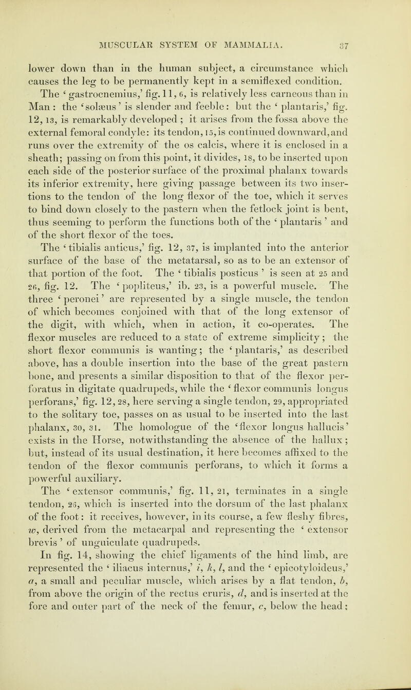 lower down than in the human subject, a circumstance whicli causes the leg to be permanently kept in a semiflexed condition. The ‘ gastrocnemius,’ hg. H? 6, is relatively less carneous than in Man : the ‘sohens ’ is slender and feeble: but the ^ plantaris,’ fig. 12,13, is remarkably developed ; it arises from the fossa above the external femoral condyle: its tendon, is,is continued downward,and runs over the extremity of the os calcis, where it is enclosed in a sheath; passing on from this point, it divides, is, to be inserted upon each side of the posterior surface of the proximal phalanx towards its inferior extremity, here giving passage between its two inser¬ tions to the tendon of the long flexor of the toe, which it serves to bind down closely to the pastern when the fetlock joint is bent, thus seeming to perform the functions both of the ‘ plantaris ’ and of the short flexor of the toes. The ‘tibialis anticus,’ fig. 12, 37, is implanted into the anterior surface of the base of the metatarsal, so as to be an extensor of that portion of the foot. The ‘ tibialis posticus ’ is seen at 25 and 2fi, fig. 12. The ‘ popliteus,’ ib. 23, is a powerful muscle. The three ‘ peronei ’ are represented by a single muscle, the tendon of which becomes conjoined with that of the long extensor of the digit, with which, when in action, it co-operates. The flexor muscles are reduced to a state of extreme simplicity; the short flexor communis is wanting; the ‘ plantaris,’ as described above, has a double insertion into the base of the great pastern bone, and presents a similar disposition to that of the flexor per- foratus in digitate quadrupeds, while the ‘ flexor communis longus perforans,’ fig. 12, 28, here serving a single tendon, 29, appropriated to the solitary toe, passes on as usual to be inserted into the last phalanx, 30, 31. The homologue of the ‘flexor longus hallucis’ exists in the Horse, notwithstanding the absence of the hallux; but, instead of its usual destination, it here becomes affixed to the tendon of the flexor communis perforans, to which it forms a powerful auxiliary. The ‘extensor communis,’ fig. 11, 21, terminates in a single tendon, 26, which is inserted into the dorsum of the last phalanx of the foot: it receives, however, in its course, a few fleshy fibres, to, derived from the metacarpal and representing the ‘ extensor brevis ’ of unguiculate quadrupeds. In fig. 14, showing the chief ligaments of the hind limb, are represented the ‘ iliacus internus,’ z, /e, /, and the ‘ epicotyloideus,’ <7, a small and peculiar muscle, which arises by a flat tendon, b, from above the origin of the rectus cruris, d, and is inserted at the fore and outer j)art of the neck of the femur, c, below the head: