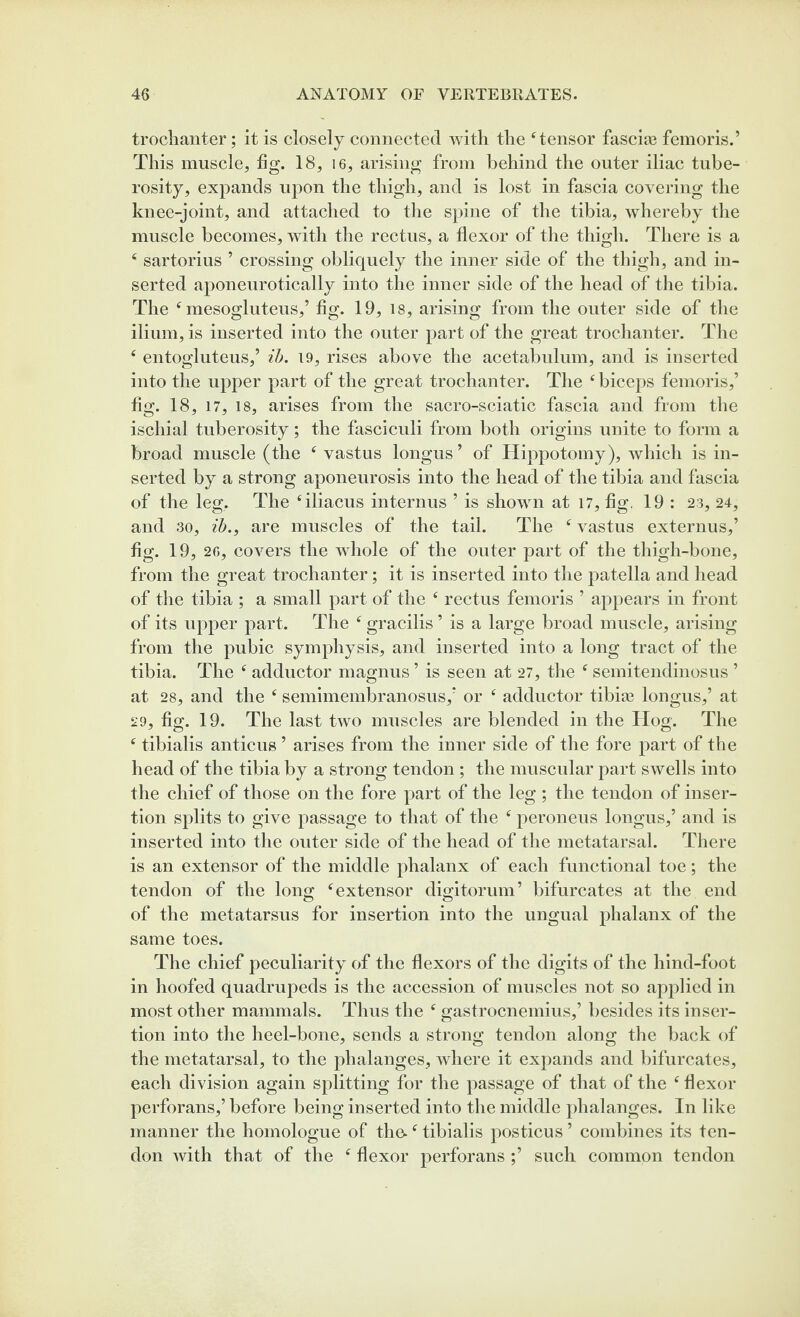 trochanter; it is closely connected with the ‘tensor fascia3 feinoris.’ This muscle, fig. 18, i6, arising from behind the outer iliac tube¬ rosity, expands upon the thigh, and is lost in fascia covering the knee-joint, and attached to the spine of the tibia, whereby the muscle becomes, with the rectus, a flexor of the thigh. There is a ‘ sartorius ’ crossing obliquely the inner side of the thigh, and in¬ serted aponenrotically into the inner side of the head of the tibia. The ‘ mesoglutens,’ fig. 19, is, arising from the outer side of the ilium, is inserted into the outer part of the great trochanter. The ‘ entogluteus,’ ih. 19, rises above the acetabulum, and is inserted into the upper part of the great trochanter. The ‘biceps femoris,’ fig. 18, 17, 18, arises from the sacro-sciatic fascia and from the ischial tuberosity; the fasciculi from both origins unite to form a broad muscle (the ‘ vastus longus ’ of Hippotomy), which is in¬ serted by a strong aponeurosis into the head of the tibia and fascia of the leg. The ‘iliacus internus ’ is shown at 17, fig. 19 : 23, 24, and 30, ib., are muscles of the tail. The ‘ vastus externus,’ fig. 19, 26, covers the whole of the outer part of the thigh-bone, from the great trochanter; it is inserted into the patella and head of the tibia ; a small part of the ‘ rectus femoris ’ appears in front of its upper part. The ‘ gracilis ’ is a large broad muscle, arising from the pubic symphysis, and inserted into a long tract of the tibia. The ‘ adductor magnus ’ is seen at 27, the ‘ semitendinosus ’ at 28, and the ‘ semimembranosus,' or ‘ adductor tibias longus,’ at 29, fig. 19. The last two muscles are blended in the Hog. The ‘ tibialis anticus ’ arises from the inner side of the fore part of the head of the tibia by a strong tendon ; the muscular part swells into the chief of those on the fore part of the leg ; the tendon of inser¬ tion splits to give passage to that of the ‘ peroneus longus,’ and is inserted into the outer side of the head of the metatarsal. There is an extensor of the middle phalanx of each functional toe; the tendon of the long ‘extensor digitorum’ bifurcates at the end of the metatarsus for insertion into the ungual phalanx of the same toes. The chief peculiarity of the flexors of the digits of the hind-foot in hoofed quadrujoeds is the accession of muscles not so applied in most other mammals. Thus the ‘ gastrocnemius,’ besides its inser¬ tion into the heel-bone, sends a strong tendon along the back of the metatarsal, to the phalanges, where it expands and bifurcates, each division again splitting for the passage of that of the ‘ flexor perforans,’ before being inserted into the middle phalanges. In like manner the homologue of the. ‘ tibialis posticus ’ combines its ten¬ don with that of the ‘ flexor perforans ;’ such common tendon