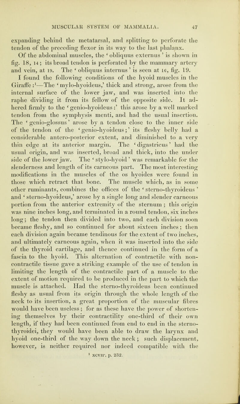 expanding behind the metatarsal, and splitting to perforate the tendon of the preceding flexor in its way to the last j)halanx. Of the abdominal muscles, the ‘ obliquus externus ’ is shown in hg. 18, 14; its broad tendon is perforated by the mammary artery and vein, at 19. The ‘ obliquus internus ’ is seen at lo, fig. 19. I found the following conditions of the hyoid muscles in the Giraffe —The mylo-hyoideus,’ thick and strong, arose from the internal surface of the lower jaw, and was inserted into the raphe dividing it from its fellow of the opposite side. It ad¬ hered firmly to the genio-hyoideus this arose by a well marked tendon from the symphysis menti, and had the usual insertion. The ^ genio-glossus ’ arose by a tendon close to the inner side of the tendon of the ‘ genio-hyoideus; ’ its fleshy belly had a considerable antero-posterior extent, and diminished to a very thin edge at its anterior margin. The ‘ digastricus ’ had the usual origin, and was inserted, broad and thick, into the under side of the lower jaw. The ‘ stylo-hyoid ’ was remarkable for the slenderness and length of its carneous part. The most interesting modifications in the muscles of the os hyoides were found in those which retract that bone. The muscle which, as in some other ruminants, combines the offices of the ‘ sterno-thyroideus ’ and ^ sterno-hyoideus,’ arose by a single long and slender carneous portion from the anterior extremity of the sternum; this origin was nine inches long, and terminated in a round tendon, six inches long; the tendon then divided into two, and each division soon became fleshy, and so continued for about sixteen inches; then each division again became tendinous for the extent of two inches, and ultimately carneous again, when it was inserted into the side of the thyroid cartilage, and thence continued in the form of a fascia to the hyoid. This alternation of contractile with non- contractile tissue gave a striking example of the use of tendon in limiting the length of the contractile part of a muscle to the extent of motion required to be produced in the part to which the muscle is attached. Had the sterno-thyroideus been continued fleshy as usual from its origin through the whole length of the neck to its insertion, a great proportion of the muscular fibres would have been useless ; for as these have the power of shorten¬ ing themselves by their contractility one-third of their own length, if they had been continued from end to end in the sterno- thyroidei, they would have been able to draw the larynx and hyoid one-third of the way down the neck ; such displacement, however, is neither required nor indeed compatible with the ' xevir. p. 232.