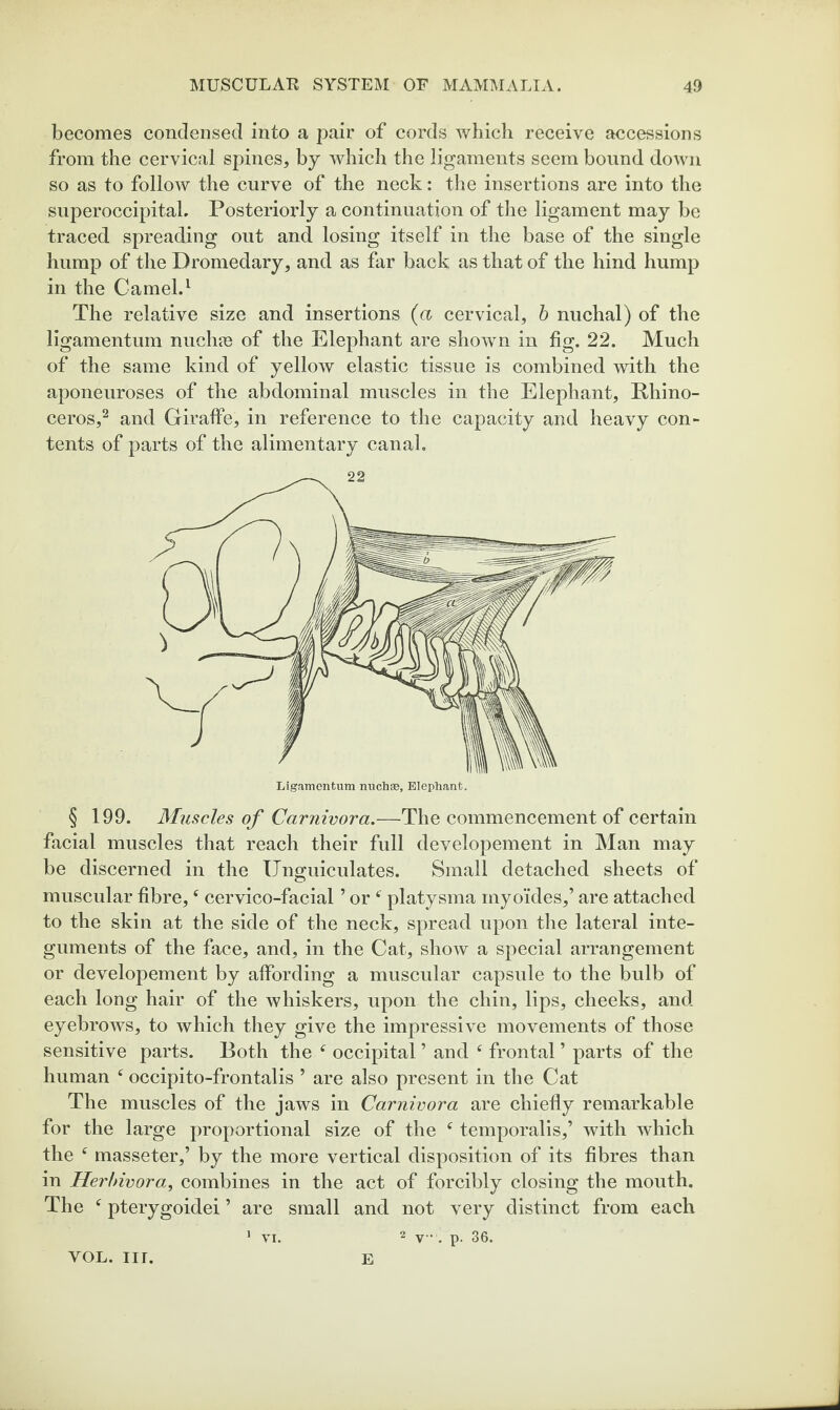 becomes condensed into a pair of cords which receive accessions from the cervical spines, by which the ligaments seem bound down so as to follow the curve of the neck: the insertions are into the siiperoccipital. Posteriorly a continuation of the ligament may be traced spreading out and losing itself in the base of the single hump of the Dromedary, and as far back as that of the hind hump in the Camel.^ The relative size and insertions (a cervical, b nuchal) of the ligamentum nuclide of the Elephant are shown in fig. 22. Much of the same kind of yellow elastic tissue is combined with the aponeuroses of the abdominal muscles in the Elephant, Phino- ceros,^ and Giraffe, in reference to the capacity and heavy con¬ tents of parts of the alimentary canal. § 199. Miiscles of Carnivora.—The commencement of certain facial muscles that reach their full developement in Man may be discerned in the IJno;uiculates. Small detached sheets of muscular fibre, ‘ cervico-facial ’ or ‘ platysma myoides,’ are attached to the skin at the side of the neck, spread upon the lateral inte¬ guments of the face, and, in the Cat, show a special arrangement or developement by affording a muscular capsule to the bulb of each long hair of the whiskers, upon the chin, lips, cheeks, and eyebrows, to which they give the impressive movements of those sensitive parts. Both the ^ occipital ’ and ‘ frontal ’ parts of the human ^ occipito-frontalis ’ are also present in the Cat The muscles of the jaws in Carnivora are chiefly remarkable for the large proportional size of the ^ temporalis,’ with which the ^ masseter,’ by the more vertical disposition of its fibres than in Herhivora, combines in the act of forcibly closing the mouth. The ^ pterygoidei ’ are small and not very distinct from each * VI. 2 y. ^ p. 30, VOL. iir. E