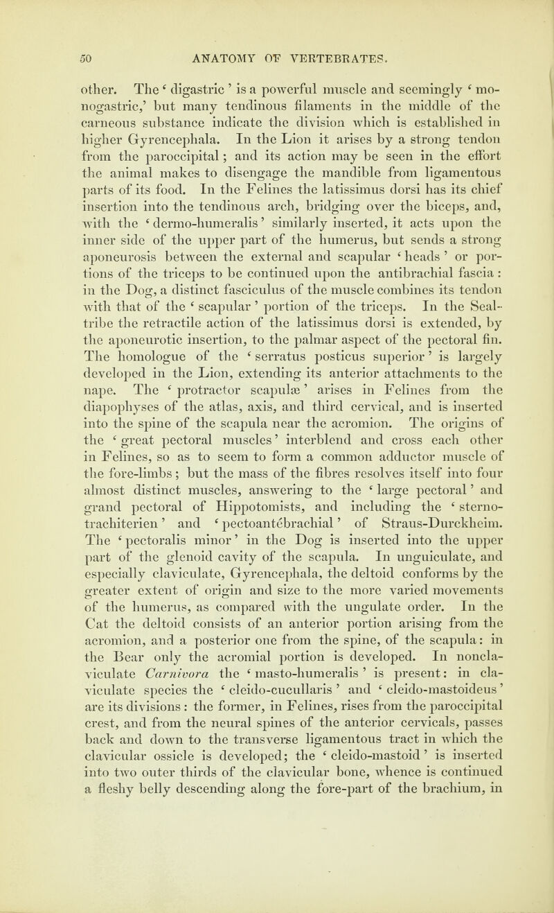 other. The ^ digastric ’ is a powerful muscle and seemingly ^ mo- nogastricf but many tendinous filaments in the middle of the carneous substance indicate the division which is established in higher Gyrencephala. In the Lion it arises by a strong tendon from the paroccipital; and its action may be seen in the effort the animal makes to disengage the mandible from ligamentous parts of its food. In the Felines the latissimus dorsi has its chief insertion into the tendinous arch, bridging over the biceps, and, with the ^ dermo-humeralis ’ similarly inserted, it acts upon the inner side of the upper part of the humerus, but sends a strong aponeurosis between the external and scapular ‘ heads ’ or por¬ tions of the triceps to be continued upon the antibrachial fascia: in the Log, a distinct fasciculus of the muscle combines its tendon with that of the ‘ scapular ’ portion of the triceps. In the Seal- tribe the retractile action of the latissimus dorsi is extended, by the aponeurotic insertion, to the palmar aspect of the pectoral fin. The homologue of the ^ serratus posticus superior ’ is largely developed in the Lion, extending its anterior attachments to the nape. The ^protractor scapulae’ arises in Felines from the diapophyses of the atlas, axis, and third cervical, and is inserted into the spine of the scapula near the acromion. The origins of the ^ great pectoral muscles ’ interblend and cross each other in Felines, so as to seem to form a common adductor muscle of the fore-limbs ; but the mass of the fibres resolves itself into four almost distinct muscles, answering to the large pectoral ’ and grand j)ectoral of Hippotomists, and including the ‘ sterno- trachiterien ’ and ^ ]3ectoantebrachial ’ of Straus-Durckheim. The ^pectoralis minor’ in the Dog is inserted into the upper part of the glenoid cavity of the scapula. In unguiculate, and especially claviculate, Gyrencephala, the deltoid conforms by the greater extent of origin and size to the more varied movements of the humerus, as compared with the ungulate order. In the Cat the deltoid consists of an anterior portion arising from the acromion, and a posterior one from the spine, of the scapula: in the Bear only the acromial portion is developed. In noncla- viculate Carnivora the ^ masto-humeralis ’ is present: in cla¬ viculate species the ^ cleido-cucullaris ’ and ^ cleido-mastoideus ’ are its divisions : the former, in Felines, rises from the paroccipital crest, and from the neural s]3ines of the anterior cervicals, passes back and down to the transverse ligamentous tract in which the clavicular ossicle is developed; the ^ cleido-mastoid ’ is inserted into two outer thirds of the clavicular bone, whence is continued a fleshy belly descending along the fore-part of the brachium, in