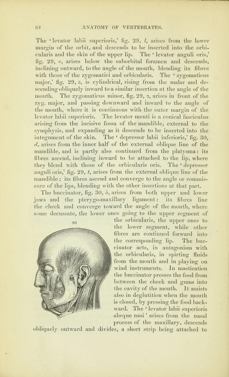 The ^ levator iabii suj^erioris,’ fig. 29, I, arises from the lower margin of the orbit, and descends to be inserted into the orbi¬ cularis and the skin of the upper lip. The ^ levator anguli oris,’ fig. 29, c, arises below the suborbital foramen and descends, inclining outward, to the angle of the mouth, blending its fibres with those of the zygomatici and orbicularis. The ‘ zygomaticus major,’ fig. 29, 3, is cylindrical, rising from the malar and de¬ scending obliquely inward to a similar insertion at the angle of the mouth. The zygomaticus minor, fig. 29, 3, arises in front of the zyg. major, and passing downward and inward to the angle of the mouth, where it is continuous with the outer maro-in of the levator Iabii superioris. The levator menti is a conical fasciculus arising from the incisive fossa of the mandible, external to the symphysis, and expanding as it descends to be inserted into the integument of the skin. The ‘ depressor Iabii inferioris,’ fig. 30, d, arises from the inner half of the external oblique line of the mandible, and is partly also continued from the platysma: its fibres ascend, inclining inward to be attached to the lip, where they blend with those of the orbicularis oris. The ^ depressor anguli oris,’ fig. 29, t, arises from the external oblique line of the mandible : its fibres ascend and converge to the angle or commis¬ sure of the lips, blending with the other insertions at that part. The buccinator, fig. 30, b, arises from both upper and lower jaws and the pterygo-maxillary ligament: its fibres line tlie cheek and converge toward the angle of the mouth, where some decussate, the lower ones going to the upper segment of the orbicularis, the upper ones to the lower segment, while other fibres are continued forward into the corresponding lip. The buc¬ cinator acts, in antagonism with the orbicularis, in spirting fluids from the mouth and in playing on wind instruments. In mastication the buccinator presses the food from between the cheek and gums into the cavity of the mouth. It assists also in deglutition when the mouth is closed, by pressing the food back¬ ward. The ‘ levator Iabii superioris algeque nasi ’ arises from the nasal process of the maxillary, descends obliquely outward and divides, a short strip being attached to