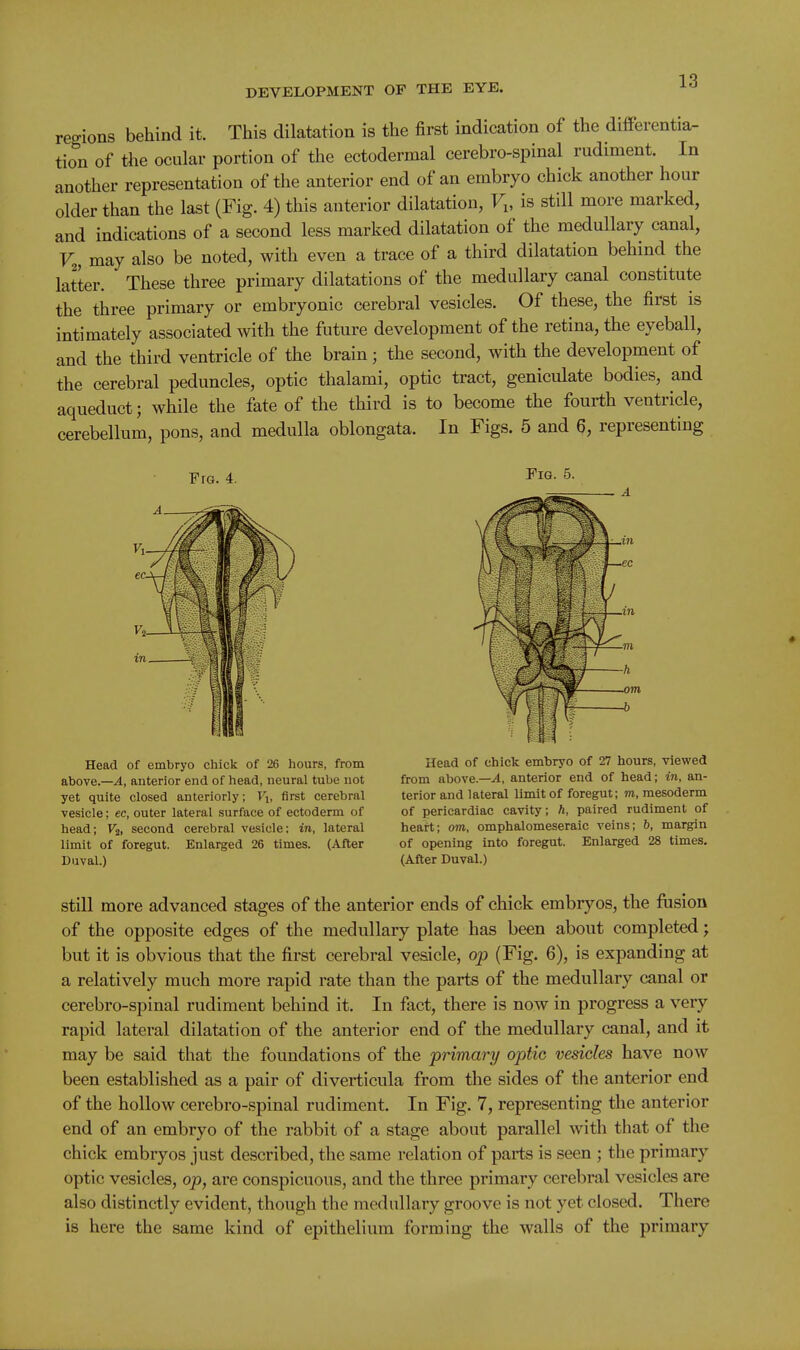 regions behind it. This dilatation is the first indication of the differentia- tion of tlie ocular portion of the ectodermal cerebro-spinal rudiment. In another representation of the anterior end of an embryo chick another hour older than the last (Fig. 4) this anterior dilatation, V„ is still more marked, and indications of a second less marked dilatation of the medullary canal, F2, may also be noted, with even a trace of a third dilatation behind the latter. These three primary dilatations of the medullary canal constitute the three primary or embryonic cerebral vesicles. Of these, the first is intimately associated with the future development of the retina, the eyeball, and the third ventricle of the brain; the second, with the development of the cerebral peduncles, optic thalami, optic tract, geniculate bodies, and aqueduct; while the fate of the third is to become the fourth ventricle, cerebellum, pons, and medulla oblongata. In Figs. 5 and 6, representing Fro. 4. Fig. 5. Head of embryo chick of 26 hours, from above.—4, anterior end of head, neural tube not yet quite closed anteriorly; Fj, first cerebral vesicle; ec, outer lateral surface of ectoderm of head; V^, second cerebral vesicle; in, lateral limit of foregut. Enlarged 26 times. (After Duval.) Head of chick embryo of 27 hours, viewed from above.—A, anterior end of head; in, an- terior and lateral limit of foregut; m, mesoderm of pericardiac cavity; h, paired rudiment of heart; om, omphalomeseraic veins; 6, margin of opening into foregut. Enlarged 28 times. (After Duval.) still more advanced stages of the anterior ends of chick embryos, the fusion of the opposite edges of the medullary plate has been about completed; but it is obvious that the first cerebral vesicle, op (Fig. 6), is expanding at a relatively much more rapid rate than the parts of the medullary canal or cerebro-spinal rudiment behind it. In fact, there is now in progress a very rapid lateral dilatation of the anterior end of the medullary canal, and it may be said that the foundations of the primary optic vesicles have now been established as a pair of diverticula from the sides of the anterior end of the hollow cerebro-spinal rudiment. In Fig. 7, representing the anterior end of an embryo of the rabbit of a stage about parallel with that of the chick embryos just described, the same relation of parts is seen ; the primary optic vesicles, op, are conspicuous, and the three primary cerebral vesicles are also distinctly evident, though the medullary groove is not yet closed. There is here the same kind of epithelium forming the walls of the primary