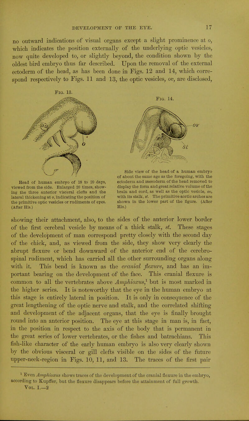 no outward indications of visual organs except a slight prominence at o, which indicates the position externally of the underlying optic vesicles, now quite developed to, or slightly beyond, the condition shown by the oldest bird embryo thus far described. Upon the removal of the external ectoderm of the head, as has been done in Figs. 12 and 14, which corre- spond respectively to Figs. 11 and 13, the optic vesicles, ov, are disclosed. Pig. 13. Fig. 14. Head of human embryo of 18 to 20 days, viewed from the side. Enlarged 20 times, show- ing the three anterior visceral clefts and the lateral thickening at o, indicating the position of the primitive optic vesicles or rudiments of eyes. (After His.) Side view of the head of a human embryo of about the same age as the foregoing, with the ectoderm and mesoderm of the head removed to display the form and great relative volume of the brain and cord, as well as the optic vesicle, ov, with its stalk, si. The primitive aortic arches are shown in the lower part of the figure. (After His.) showing their attachment, also, to the sides of the anterior lower border of the first cerebral vesicle by means of a thick stalk, 8t. These stages of the development of man correspond pretty closely with the second day of the chick, and, as viewed from the side, they show very clearly the abrupt flexure or bend downward of the anterior end of the cerebro- spinal rudiment, which has carried all the other surrounding organs along with it. This bend is known as the cranial flexure, and has an im- portant bearing on the development of the face. This cranial flexure is common to all the vertebrates above Amphioxus,^ but is most marked in the higher series. It is noteworthy that the eye in the human embryo at this stage is entirely lateral in position. It is only in consequence of the great lengthening of the optic nerve and stalk, and the correlated shifting and development of the adjacent organs, that the eye is finally brought round into an anterior position. The eye at this stage in man is, in fact, in the position in respect to the axis of the body that is permanent in the great series of lower vertebrates, or the fishes and batrachians. This fish-like character of the early human embryo is also very clearly shown by the obvious visceral or gill clefts visible on the sides of the future upper-neck-region in Figs. 10, 11, and 13. The traces of the first pair ^ Even Amphioxus shows traces of the development of the cranial flexure in the embryo, according to Kupffer, but the flexure disappears before the attainment of full growth. Vol. I.—2