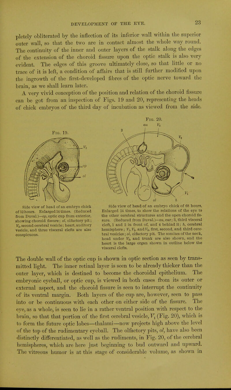 pletely obliterated by the inflection of its inferior wall within the superior outer wall, so that the two are in contact almost the whole way round. The continuity of the inner and outer layers of the stalk along the edges of the extension of the choroid fissure upon the optic stalk is also very evident. The edges of this groove ultimately close, so that little or no trace of it is left, a condition of affairs that is still further modified upon the ingro\^i;h of the first-developed fibres of the optic nerve toward the brain, as we shall learn later. A very vivid conception of the position and relation of the choroid fissure can be got from an inspection of Figs. 19 and 20, representing the heads of chick embryos of the third day of incubation as viewed from the side. Fig. 20. au Vs Fig. 19. Side view of head of an embryo cliick of52hours. Enlarged 14 times. (Reduced from Duval.)—op, optic cup from exterior, showing choroid fissure; ol, olfactory pit; Vi, second cerebral vesicle; heart, auditory vesicle, and three visceral clefts are also conspicuous. Side view of head of an embryo chick of 68 hours. Enlarged 14 times, to show the relations of the eye to the other cerebral structures and the open choroid fis- sure. (Reduced from Duval.)—aw, ear; 3, third visceral cleft, 1 and 2 in front of, and 4 behind it; h, cerebral hemisphere; Fj.Fs, andFs, first, second, and third cere- bral vesicles; ol, olfactory pit. The somites of the neck, head under V3, and trunk are also shown, and the heart is the large organ shown in outline below the visceral clefts. The double wall of the optic cup is shown in optic section as seen by trans- mitted light. The inner retinal layer is seen to be already thicker than the outer layer, which is destined to become the choroidal epithelium. The embryonic eyeball, or optic cup, is viewed in both cases from its outer or external aspect, and the choroid fissure is seen to interrupt the continuity of its ventral margin. Both layers of the cup are, however, seen to pass into or be continuous with each other on either side of the fissure. The eye, as a whole, is seen to lie in a rather ventral position with respect to the brain, so that that portion of the first cerebral vesicle, (Fig. 20), which is to form the future optic lobes—thalami—now projects high above the level of the top of the rudimentary eyeball. The olfactory pits, ol, have also been distinctly differentiated, as well as the rudiments, in Fig. 20, of the cerebral hemis])heres, which are here just beginning to bud outward and upAvard. The vitreous humor is at this stage of considerable volume, as shown in