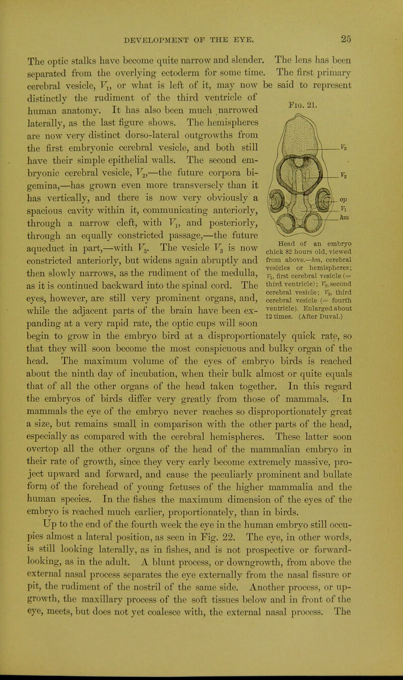 The optic stalks have become quite narrow and slender. The lens has been separated from the overlying ectoderm for some time. The first primary- cerebral vesicle, Fj, or what is left of it, may now be said to represent distinctly the rudiment of the third ventricle of human anatomy. It has also been much narrowed laterally, as the last figure shows. The hemispheres are now very distinct dorso-lateral outgrowths from the first embryonic cerebral vesicle, and both still have their simple epithelial walls. The second em- bryonic cerebral vesicle, V^,—the future corpora bi- gemina,—has grown even more transversely than it has vertically, and there is now very obviously a spacious cavity within it, communicating anteriorly, through a narrow cleft, with V^, and posteriorly, through an equally constricted passage,—the future aqueduct in part,—with Fg. The vesicle is now constricted anteriorly, but widens again abruptly and then slowly narrows, as the rudijnent of the medulla, as it is continued backward into the spinal cord. The eyes, however, are still very prominent organs, and, while the adjacent parts of the brain have been ex- panding at a very rapid rate, the optic cups will soon begin to grow in the embryo bird at a disproportionately quick rate, so that they will soon become the most conspicuous and bulky organ of the head. The maximum volume of the eyes of embryo birds is reached about the ninth day of incubation, when their bulk almost or quite equals that of all the other organs of the head taken together. In this regard the embryos of birds differ very greatly from those of mammals. In mammals the eye of the embryo never reaches so disproportionately great a size, but remains small in comparison with the other parts of the head, especially as compared with the cerebral hemispheres. These latter soon overtop all the other organs of the head of the mammalian embryo in their rate of growth, since they very early become extremely massive, pro- ject upward and forward, and cause the peculiarly prominent and bullate form of the forehead of young foetuses of the higher mammalia and the human species. In the fishes the maximum dimension of the eyes of the embryo is reached much earlier, proportionately, than in birds. Up to the end of the fourth week the eye in the human embryo still occu- pies almost a lateral position, as seen in Fig. 22. The eye, in other words, is still looking laterally, as in fishes, and is not prospective or forward- looking, as in the adult. A blunt process, or downgrowth, from above the external nasal process separates the eye externally from the nasal fissure or pit, the rudiment of the nostril of the same side. Another process, or up- growth, the maxillary process of the soft tissues below and in front of the eye, meets, but does not yet coalesce with, the external nasal process. The Fig. 21. Head of an embryo chick 82 hours old, viewed from above.—ftm, cerebral vesicles or hemispheres; Vi, first cerebral vesicle (= third ventricle); Vn, second cerebral vesicle; V3, third cerebral vesicle (= fourth ventricle). Enlarged about 12 times. (After Duval.)