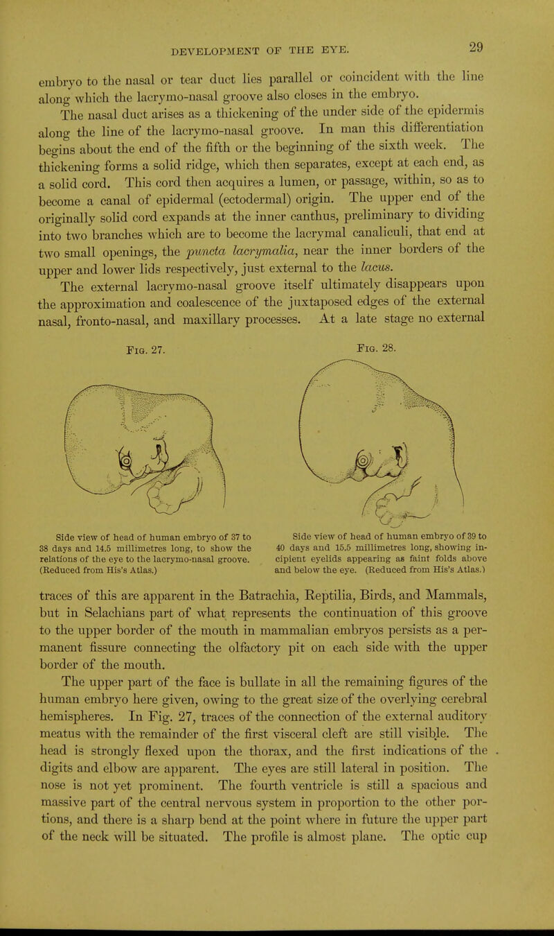 embryo to the nasal or tear duct lies parallel or coiucident with the line along which the lacrymo-nasal groove also closes in the embryo. The nasal duct arises as a thickening of the under side of the epidermis along the line of the lacrymo-nasal groove. In man this differentiation begins about the end of the fifth or the beginning of the sixth week. The thickening forms a solid ridge, which then separates, except at each end, as a solid cord. This cord then acquires a lumen, or passage, within, so as to become a canal of epidermal (ectodermal) origin. The upper end of the originally solid cord expands at the inner canthus, preliminary to dividing into two branches which are to become the lacrymal canaliculi, that end at two small openings, the punda lacrymalia, near the inner borders of the upper and lower lids respectively, just external to the lams. The external lacrymo-nasal groove itself ultimately disappears upon the approximation and coalescence of the juxtaposed edges of the external nasal, fronto-nasal, and maxillary processes. At a late stage no external Fig. 27. Side view of head of human embryo of 37 to 38 days and 14.5 millimetres long, to show the relations of the eye to the lacrymo-nasal grooye. (Reduced from His's Atlas.) Fig. 28. Side view of head of human embryo of 39 to 40 days and 15.5 millimetres long, showing in- cipient eyelids appearing as faint folds above and below the eye. (Reduced from His's Atlas.) traces of this are apparent in the Batrachia, Reptilia, Birds, and Mammals, but in Selachians part of what represents the continuation of this groove to the upper border of the mouth in mammalian embryos persists as a per- manent fissure connecting the olfactory pit on each side with the upper border of the mouth. The upper part of the face is bullate in all the remaining figures of the human embryo here given, owing to the great size of the overlying cerebral hemispheres. In Fig. 27, traces of the connection of the external auditory meatus with the remainder of the first visceral cleft are still visible. The head is strongly flexed upon the thorax, and the first indications of the digits and elbow are apparent. The eyes are still lateral in position. The nose is not yet prominent. The fourth ventricle is still a spacious and massive part of the central nervous system in proportion to the other por- tions, and there is a sharp bend at the point where in future the upper part of the neck will be situated. The profile is almost plane. The optic cup