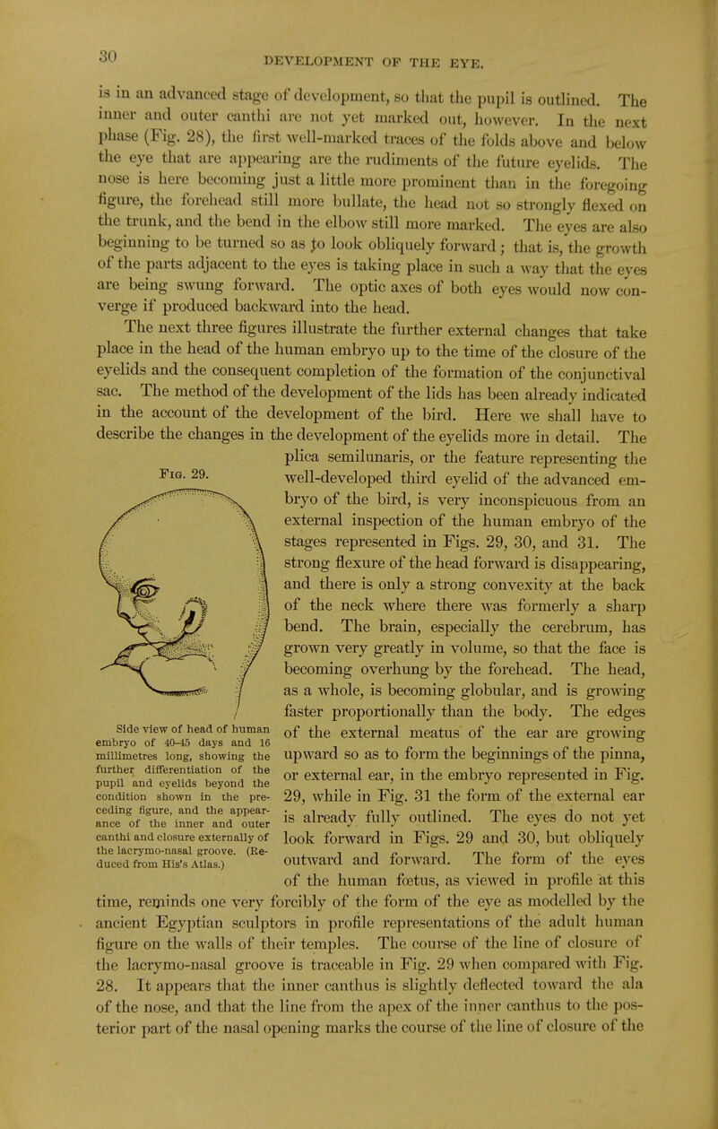 is in an advanced stage of development, so that the pupil is outlined. The inner and outer cantlii are not yet marked out, however. In the next phase (Fig. 28), the first well-marked traces of the folds above and below the eye that are appearing are the rudiments of the future eyelids. The nose is here becoming just a little more prominent than in the foregoing figure, the forehead still more bullate, the head not so strongly flexed on the trunk, and the bend in the elbow still more marked. The eyes are also beginning to be turned so as p look obliquely forward; that is, the growth of the parts adjacent to the eyes is taking place in such a way that the eyes are being swung forward. The optic axes of both eyes would now con- verge if produced backward into the head. The next three figures illustrate the further external changes that take place in the head of the human embryo up to the time of the closure of the eyelids and the consequent completion of the formation of the conjunctival sac. The method of the development of the lids has been already indicated in the account of the development of the bird. Here we shall have to describe the changes in the development of the eyelids more in detail. The plica semilunaris, or the feature representing the well-developed third eyelid of the advanced em- bryo of the bird, is very inconspicuous from an external inspection of the human embryo of the stages represented in Figs. 29, 30, and 31. The strong flexure of the head forward is disappearing, and there is only a strong convexity at the back of the neck where there was formerly a sharp bend. The brain, especially the cerebrum, has grown very greatly in volume, so that the face is becoming overhung by the forehead. The head, as a whole, is becoming globular, and is growing faster proportionally than the body. The edges of the external meatus of the ear are growing upward so as to form the beginnings of the pinna, or external ear, in the embryo represented in Fig. 29, while in Fig. 31 the form of the external ear is already fully outlined. The eyes do not yet look forward in Figs. 29 and 30, but obliquely outward and forward. The form of the eyes of the human foetus, as viewed in profile at this time, reminds one very forcibly of the form of the eye as modelled by the ancient Egyptian sculptors in profile representations of the adult human figure on the walls of their temples. The course of the line of closure of the lacrymo-nasal groove is traceable in Fig. 29 when comjjared with Fig. 28. It appears that the inner canthus is slightly deflected toward the ala of the nose, and that the line from the apex of the inner canthus to the pos- terior part of the nasal opening marks the course of tlie line of closure of the Fig. 29. side view of head of human embryo of 40-45 days and 16 millimetres long, showing the further diflferentiation of the pupil and eyelids beyond the condition shown in the pre- ceding figure, and the appear- ance of the inner and outer canthi and closure externally of the lacrymo-nasal groove. (Re- duced from His's Atlas.)