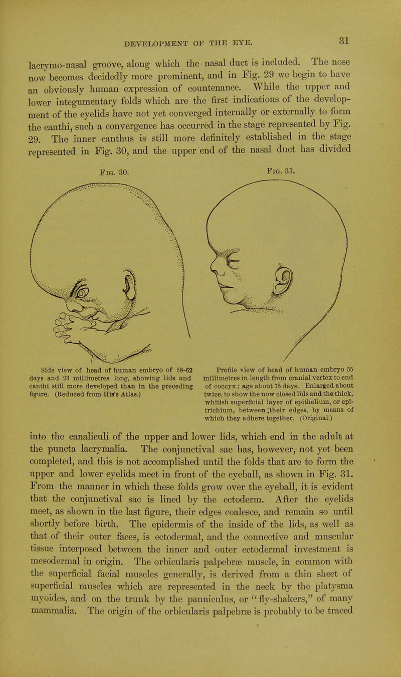81 lacrymo-uasal groove, along which the nasal duct is included. The nose now becomes decidedly more prominent, and in Fig. 29 Ave begin to have an obviously human expression of countenance. While the upper and lower integumentary folds which are the first indications of the develop- ment of the eyelids have not yet converged internally or externally to form the canthi, such a convergence has occurred in the stage represented by Fig. 29. The inner canthus is still more definitely established in the stage represented in Fig. 30, and the upper end of the nasal duct has divided -FiQ. 30. Fig. 31. Side view of head of human embryo of 58-62 Profile view of head of human embryo 55 days and 23 millimetres long, showing lids and millimetres in length from cranial vertex to end canthi still more developed than in the preceding of coccyx; age about 75 days. Enlarged about figure. (Reduced from His's Atlas.) twice, to show the now closed lids and the thick, whitish superficial layer of epithelium, or epi- trichium, between ;their edges, by means of which they adhere together. (Original.) into the canaliculi of the upper and lower lids, which end in the adult at the puncta lacrymalia. The conjunctival sac has, however, not yet been completed, and this is not accomplished until the folds that are to form the upper and lower eyelids meet in front of the eyeball, as shown in Fig. 31. From the manner in which these folds grow over the eyeball, it is evident that the conjunctival sac is lined by the ectoderm. After the eyelids meet, as shown in the last figure, their edges coalesce, and remain so until shortly before birth. The epidermis of the inside of the lids, as well as that of their outer faces, is ectodermal, and the connective and muscular tissue interposed between the inner and outer ectodermal investment is mesodermal in origin. The orbicularis palpebrse muscle, in common with the superficial facial muscles generally, is derived from a thin sheet of superficial muscles which are represented in the neck by the platysma myoides, and on the trunk by the panniculus, or  fly-shakers, of many mammalia. The origin of the orbicularis palpebrse is probably to be traced