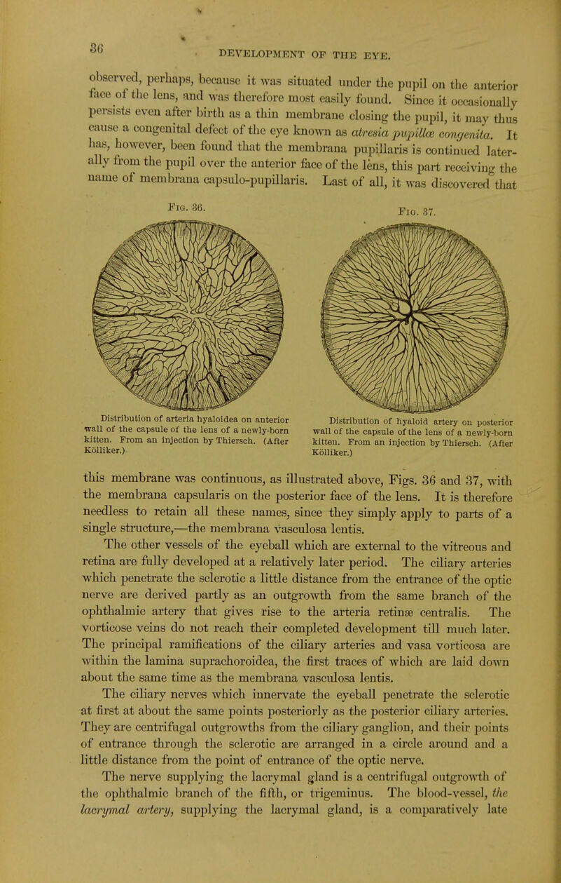 DEVELOPMENT OF THE EYE. observed, perhaps, because it was situated under the pupil on the anterior face of the lens, and Avas therefore most easily found. Since it occasionally persists even after birth as a thin membrane closing the pupil, it may thus cause a congenital defect of the eye known as atresia pujjillce congenita. It has, however, been found that the membrana pupillaris is continued later- ally from the pupil over the anterior face of the lens, this part receiving the name of membrana capsulo-pupillaris. Last of all, it was discovered that Fig. 36. Tia. 37. Distribution of arteria hyaloidea on anterior wall of the capsule of the lens of a newly-born kitten. From an injection by Thiersch. (After KoUiker.) Distribution of hyaloid artery on posterior wall of the capsule of the lens of a newly-born kitten. From an injection by Thiersch. (After KoUiker.) this membrane was continuous, as illustrated above, Figs. 36 and 37, with the membrana capsularis on the posterior face of the lens. It is therefore needless to retain all these names, since they simply apply to parts of a single structure,—the membrana vasculosa lentis. The other vessels of the eyeball which are external to the vitreous and retina are fully developed at a relatively later period. The ciliary arteries which penetrate the sclerotic a little distance from the entrance of the optic nerve are derived partly as an outgrowth from the same branch of the ophthalmic artery that gives rise to the arteria retinae centralis. The vorticose veins do not reach their completed development till much later. The principal ramifications of the ciliary arteries and vasa vorticosa are within the lamina suprachoroidea, the first traces of which are laid down about the same time as the membrana vasculosa lentis. The ciliary nerves which innervate the eyeball jsenetrate the sclerotic at first at about the same points posteriorly as the j)Osterior ciliary arteries. They are centrifugal outgrowths from the ciliary ganglion, and their points of entrance through the sclerotic are arranged in a circle around and a little distance from the point of entrance of the optic nerve. The nerve supplying the lacrymal gland is a centrifugal outgrowth of the ophthalmic branch of the fifth, or trigeminus. The blood-vessel, the lacrymal artery, supjjlying the lacrymal gland, is a comparatively late