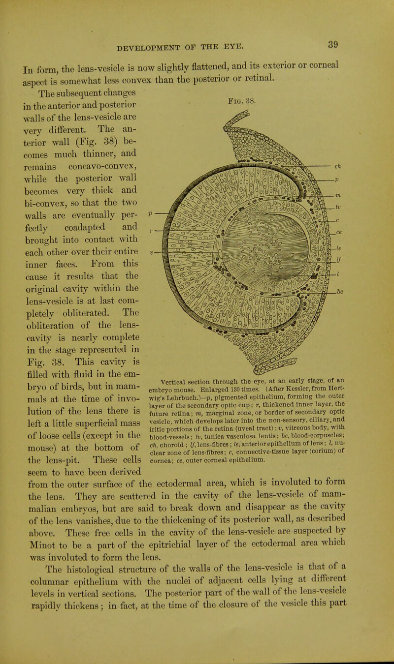 Fig. 88. In form, the lens-vesicle is now slightly flattened, and its exterior or corneal aspect is somewhat less convex than the posterior or retinal. The subsequent changes in the anterior and posterior walls of the lens-vesicle are very different. The an- terior wall (Fig. 38) be- comes much thinner, and remains concavo-convex, while the posterior wall becomes very thick and bi-convex, so that the two walls are eventually per- fectly coadapted and brought into contact with each other over their entire inner faces. From this cause it results that the original cavity within the lens-vesicle is at last com- pletely obliterated. The obliteration of the lens- cavity is nearly complete in the stage represented in Fig. 38. This cavity is filled with fluid in the em- bryo of birds, but in mam- mals at the time of invo- lution of the lens there is left a little superficial mass of loose cells (except in the mouse) at the bottom of the lens-pit. These cells seem to have been derived from the outer surface of the ectodermal area, which is involuted to form the lens. They are scattered in the cavity of the lens-vesicle of mam- malian embryos, but are said to break down and disappear as the cavity of the lens vanishes, due to the thickening of its posterior wall, as described above. These free cells in the cavity of the lens-vesicle are suspected by Minot to be a part of the epitrichial layer of the ectodermal area which was involuted to form the lens. The histological structure of the walls of the lens-vesicle is that of a columnar epithelium with the nuclei of adjacent cells lying at different levels in vertical sections. The posterior part of the wall of the lens-vesicle rapidly thickens; in fact, at the time of the closure of the vesicle this part Vertical section through the eye, at an early stage, of an embryo mouse. Enlarged 130 times. (After Kessler, from Hert- wig's Lehrbuch.)—p, pigmented epithelium, forming the outer layer of the secondary optic cup; r, thickened inner layer, the future retina; m, marginal zone, or border of secondary optic vesicle, which develops later into the non-sensory, ciliary, and iritic portions of the retina (uveal tract); v, vitreous body, with blood-vessels; ^i;, tunica vasculosa lentis; 6c. blood-corpuscles; eh, choroid ; If, lens-fibres; le, anterior epithelium of lens; I, nu- clear zone of lens-flbres; c, connective-tissue layer (corium) of cornea; ce, outer corneal epithelium.