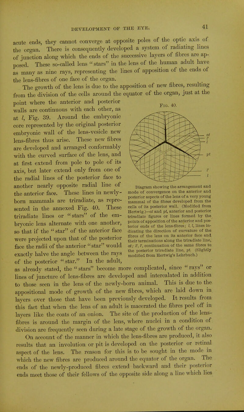 Fig. 40. acute ends, they cannot converge at opposite poles of the optic axis of the organ. There is consequently developed a system of radiating lines of junction along which the ends of the successive layers of fibres are ap- posed. These so-called lens  stars in the lens of the human adult have as many as nine rays, representing the lines of apposition of the ends of the lens-fibres of one face of the organ. The growth of the lens is due to the apposition of new fibres, resulting from the^'division of the cells around the equator of the organ, just at the point where the anterior and posterior walls are continuous with each other, as at Fig. 39. Around the embryonic core represented by the original posterior embryonic wall of the lens-vesicle new lens-fibres thus arise. These new fibres are developed and arranged conformably with the curved surface of the lens, and at first extend from pole to pole of its axis, but later extend only from one of the radial lines of the posterior face to another nearly opposite radial line of the anterior face. These lines in newly- born mammals are triradiate, as repre- sented in the annexed Fig. 40. These triradiate lines or stars of the em- bryonic lens alternate with one another, so that if the  star of the anterior face were projected upon that of the posterior face the radii of the anterior star would exactly halve the angle between the rays of the posterior star. In the adult, as already stated, the  stars become more complicated, since  rays or lines of juncture of lens-fibres are developed and intercalated in addition to those seen in the lens of the newly-born animal. This is due to the appositional mode of growth of the new fibres, which are laid down in layers over those that have been previously developed. It results from this fact that when the lens of an adult is macerated the fibres peel off in layers like the coats of ain onion. The site of the production of the lens- fibres is around the margin of the lens, where nuclei in a condition of division are frequently seen during a late stage of the growth of the organ. On account of the manner in which the lens-fibres are produced, it also results that an involution or pit is developed on the posterior or retinal aspect of the lens. The reason for this is to be sought in the mode in which the new fibres are produced around the equator of the organ. The ends of the newly-produced fibres extend backward and their posterior ends meet those of their fellows of the opposite side along a line which lies Diagram showing the arrangement and mode of convergence on the anterior and posterior aspects of the lens of a very young mammal of the fibres developed from the cells of its posterior wall. (Modified from Hertwig.)—and pt, anterior and posterior triradiate figures or lines formed by the points of apposition of the anterior and pos- terior ends of the lens-fibres; I, I, lines in- dicating the direction of curvature of the fibres of the lens on its anterior face and their terminations along the triradiate line, at; I', I', continuation of the same fibres to the posterior triradiate line, pt. (Slightly modified from Hertwig's Lehrbuch.)