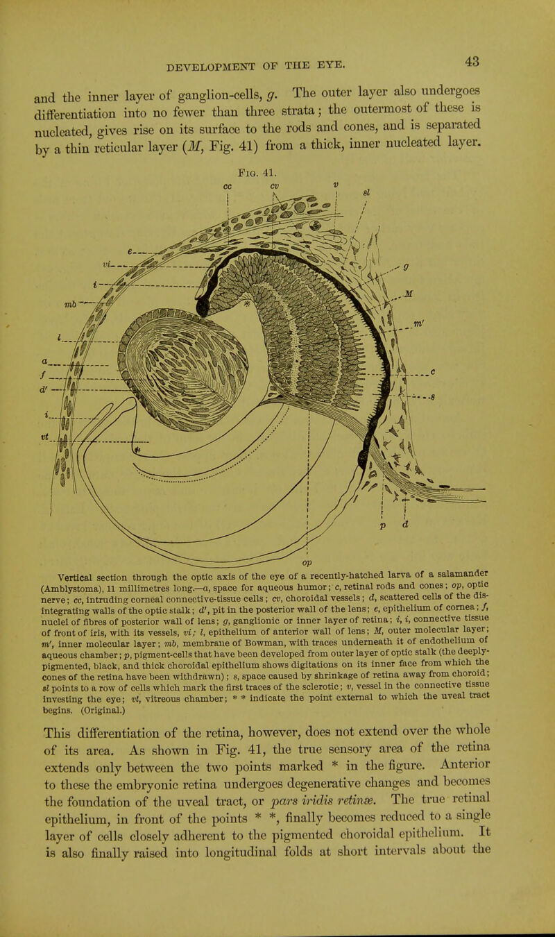 and the inner layer of ganglion-cells, g. The outer layer also undergoes differentiation into no fewer than three strata; the outermost of these is nucleated, gives rise on its surface to the rods and cones, and is separated by a thin reticular layer {M, Fig. 41) from a thick, inner nucleated layer. Vertical section tlirougli the optic axis of the eye of a recently-hatched larva of a salamander (Amblystoma), 11 millimetres long.—o, space for aqueous humor; c, retinal rods and cones; op, optic nerve; cc, intruding corneal connective-tissue cells; cv, choroidal vessels; d, scattered cells of the dis- integrating walls of the optic stalk; d', pit in the posterior wall of the lens; e, epithelium of cornea; /, nuclei of fibres of posterior wall of lens; g, ganglionic or inner layer of retina; i, i, connective tissue of front of iris, with its vessels, vi; I, epithelium of anterior wall of lens; M, outer molecular layer; m', inner molecular layer; mb, membrane of Bowman, with traces underneath it of endothelium of aqueous chamber; p, pigment-cells that have been developed from outer layer of optic stalk (the deeply- pigmented, black, and thick choroidal epithelium shows digitations on its inner face from which the cones of the retina have been withdrawn); s, space caused by shrinkage of retina away from choroid; si points to a row of cells which mark the first traces of the sclerotic; v, vessel in the connective tissue investing the eye; vt, vitreous chamber; * * indicate the point external to which the uveal tract begins. (Original.) This differentiation of the retina, however, does not extend over the whole of its area. As shown in Fig. 41, the true sensory area of the retina extends only between the two points marked * in the figure. Anterior to these the embryonic retina undergoes degenerative changes and becomes the foundation of the uveal tract, or pars iridis retinse. The true retinal epithelium, in front of the points * *, finally becomes reduced to a single layer of cells closely adherent to the pigmented choroidal epithelium. It is also finally raised into longitudinal folds at short intervals about the