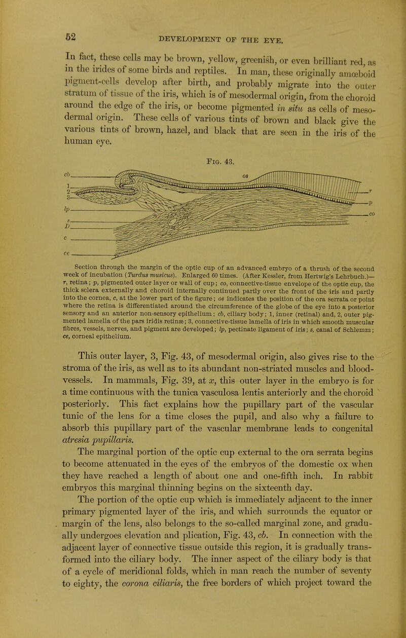 In fact, these cells may be brown, yellow, greenish, or even brilliant red, as in the irides of some birds and reptiles. In man, these originally amoeboid pigment-cells develop after birth, and probably migrate into the outer stratum of tissue of the iris, which is of mesodermal origin, from the choroid around the edge of the iris, or become pigmented in situ as cells of meso- dermal origin. These cells of various tints of brown and black give the various tints of brown, hazel, and black that are seen in the iris of the human eye. Fig. 43. Section through the margin of the optic cup of an advanced embryo of a thrush of the second week of incubation (Turdus musicus). Enlarged 60 times. (After Kessler, from Hertwig's Lehrbuch.)— r, retina; p, pigmented outer layer or wall of cup; co, connective-tissue envelope of the optic cup, the thick sclera externally and choroid internally continued partly over the front of the iris and partly into the cornea, c, at the lower part of the figure; os indicates the position of the ora serrata or point where the retina is differentiated around the circumference of the globe of the eye into a posterior sensory and an anterior non-sensory epithelium; c6, ciliary body; 1, inner (retinal) and, 2, outer pig- mented lamella of the pars iridis retinae; 3, connective-tissue lamella of iris in which smooth muscular fibres, vessels, nerves, and pigment are developed; Ip, pectinate ligament of iris; s, canal of Schlemm; ce, corneal epithelium. This outer layer, 3, Fig. 43, of mesodermal origin, also gives rise to the stroma of the iris, as well as to its abundant non-striated muscles and blood- vessels. In mammals. Fig. 39, at x, this outer layer in the embryo is for a time continuous with the tunica vasculosa lentis anteriorly and the choroid posteriorly. This fact explains how the pupillary part of the vascular tunic of the lens for a time closes the pupil, and also why a failure to absorb this pupillary part of the vascular membrane leads to congenital atresia pupillarls. The marginal portion of the optic cup external to the ora serrata begins to become attenuated in the eyes of the embryos of the domestic ox when they have reached a length of about one and one-fifth inch. In rabbit embryos this marginal thinning begins on the sixteenth day. The portion of the optic cup which is immediately adjacent to the inner primary pigmented layer of the iris, and which surrounds the equator or margin of the lens, also belongs to the so-called marginal zone, and gradu- ally undergoes elevation and plication, Fig. 43, cb. In connection with the adjacent layer of connective tissue outside this region, it is gradually trans- formed into the ciliary body. The inner aspect of the ciliary body is that of a cycle of meridional folds, which in man reach the number of seventy to eighty, the corona ciliaris, the free borders of which project toward the