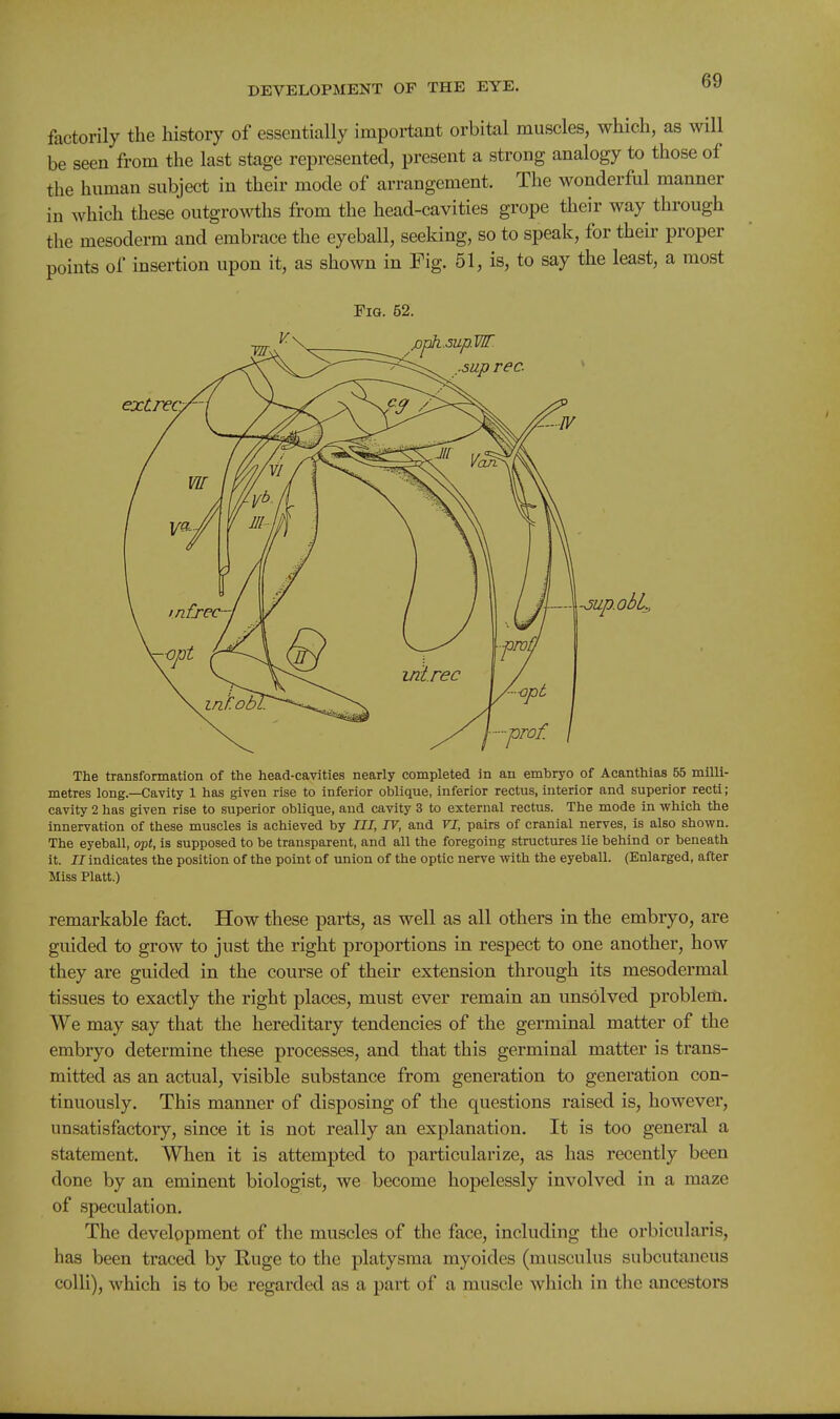 factorily the history of essentially important orbital muscles, which, as will be seen from the last stage represented, present a strong analogy to those of the human subject in their mode of arrangement. The wonderful manner in which these outgrowths from the head-cavities grope their way through the mesoderm and embrace the eyeball, seeking, so to speak, for their proper points of insertion upon it, as shown in Fig. 51, is, to say the least, a most Fig. 52. The transformation of the head-cavities nearly completed in an embryo of Acanthias 55 milli- metres long.—Cavity 1 has given rise to inferior oblique, inferior rectus, interior and superior recti; cavity 2 has given rise to superior oblique, and cavity 3 to external rectus. The mode in which the innervation of these muscles is achieved by TIT, TV, and VT, pairs of cranial nerves, is also shown. The eyeball, opt, is supposed to be transparent, and all the foregoing structures lie behind or beneath it. J7 indicates the position of the point of union of the optic nerve with the eyeball. (Enlarged, after Miss Piatt.) remarkable fact. How these parts, as well as all others in the embryo, are guided to grow to just the right proportions in respect to one another, how they are guided in the course of their extension through its mesodermal tissues to exactly the right places, must ever remain an unsolved problem. We may say that the hereditary tendencies of the germinal matter of the embryo determine these processes, and that this germinal matter is trans- mitted as an actual, visible substance from generation to generation con- tinuously. This manner of disposing of the questions raised is, however, unsatisfactory, since it is not really an explanation. It is too general a statement. When it is attempted to particularize, as has recently been done by an eminent biologist, we become hopelessly involved in a maze of speculation. The development of the muscles of the face, including the orbicularis, has been traced by E,uge to the platysma myoides (musculus subcutaneus colli), which is to be regarded as a part of a muscle which in the ancestors