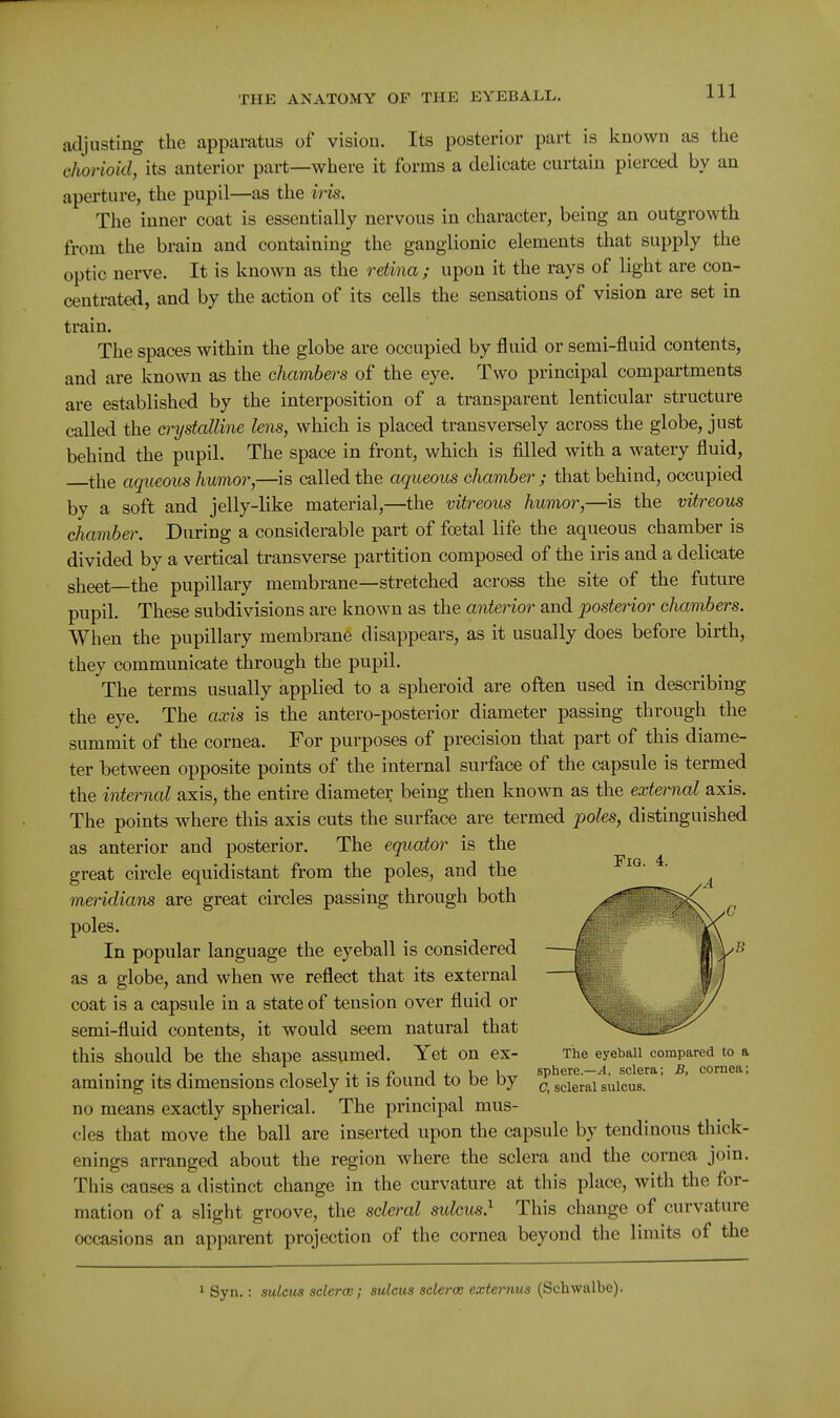 adjusting the apparatus of vision. Its posterior part is known as the cJiorioid, its anterior part—where it forms a delicate curtain pierced by an aperture, the pupil—as the his. The inner coat is essentially nervous in character, being an outgrowth from the brain and containing the ganglionic elements that supply the optic nerve. It is known as the retina; upon it the rays of light are con- centrated, and by the action of its cells the sensations of vision are set in train. The spaces within the globe are occupied by fluid or semi-fluid contents, and are known as the chambers of the eye. Two principal compartments are established by the interposition of a transparent lenticular structure called the a^ystalUne lens, which is placed transversely across the globe, just behind the pupil. The space in front, which is filled with a watery fluid, the aqueous humor,—is called the aqueous chamber ; that behind, occupied by a soft and jelly-like material,—the vitreous humor,—is the vitreous chamber. During a considerable part of foetal life the aqueous chamber is divided by a vertical transverse partition composed of the iris and a delicate sheet the pupillary membrane—stretched across the site of the future pupil. These subdivisions are known as the anterior and posterior chambers. When the pupillary membrane disappears, as it usually does before birth, they communicate through the pupil. The terms usually applied to a spheroid are often used in describing the eye. The axis is the antero-posterior diameter passing through the summit of the cornea. For purposes of precision that part of this diame- ter between opposite points of the internal surface of the capsule is termed the internal axis, the entire diameter being then known as the external axis. The points where this axis cuts the surface are termed poles, distinguished as anterior and posterior. The equator is the great circle equidistant from the poles, and the meridians are great circles passing through both poles. In popular language the eyeball is considered — as a globe, and when we reflect that its external coat is a capsule in a state of tension over fluid or semi-fluid contents, it would seem natural that this should be the shape assumed. Yet on ex- The eyeball compared to a . 1 ^ • r ixuu sphere.—^, sclera; B, cornea; amining its dimensions closely it is touncl to be oy scleral sulcus, no means exactly spherical. The principal mus- cles that move the ball are inserted upon the capsule by tendinous thick- enings arranged about the region where the sclera and the cornea join. This causes a distinct change in the curvature at this place, with the for- mation of a slight groove, the scleral sidcus.^ This change of curvature occasions an apparent projection of the cornea beyond the limits of the 1 Syn.: sulcus sclerce; sulcus sclerce externus (Schwalbe).