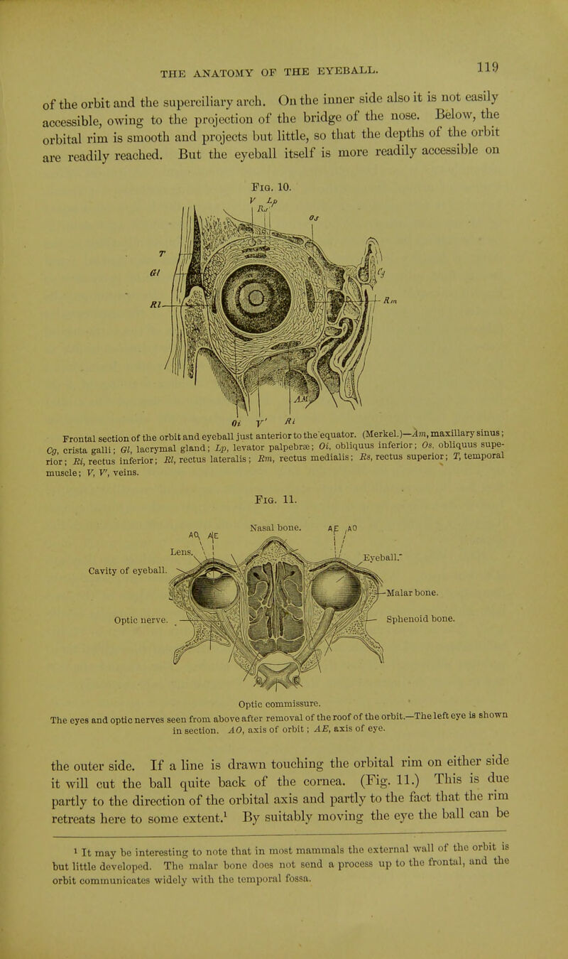 of the orbit and the superciliary arch. On the inner side also it is not easily accessible, owing to the projection of the bridge of the nose. Below, the orbital rim is smooth and projects but little, so that the depths of the orbit are readily reached. But the eyeball itself is more readily accessible on Frontal section of the orbit and eyeball just anterior to the equator. (Merkel. maxillary sinus; Co crista galli; Ql, lacrymal gland; Lp, levator palpebr^; Oi. obliquus inferior; Os, obliquus supe- rior; iJi, rectus inferior; iJZ, rectus lateralis; JJm, rectus medialis; i2s, rectus superior; T, temporal muscle; V, V, veins. Fig. 11. Nasal bone. Evebali; Cavity of eyeball. Optic nerve. ^^Malar bone. Spbenoid bone. Optic commissure. The eyes and optic nerves seen from above after removal of the roof of the orbit.-The left eye is shown in section. AO, axis of orbit; AE, axis of eye. the outer side. If a line is drawn touching the orbital rim on either side it will cut the ball quite back of the cornea. (Fig. 11.) This is due partly to the direction of the orbital axis and partly to the fact that the rim retreats here to some extent.^ By suitably moving the eye the ball can be 1 It may be interesting to note that in most mammals the external wall of the orbit is but little developed. The malar bone does not send a process up to the frontal, and the orbit communicates widely with the temporal fossa.