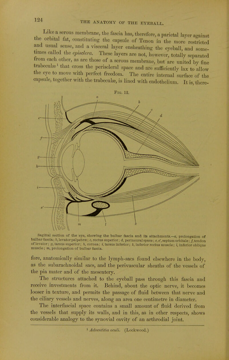 THE ANATOMY OF THE EYEBALL. Like a serous membrane, the fascia has, therefore, a parietal layer against the orbital fat, constituting the capsule of Tenon in the more restricted and usual sense, and a visceral layer enslieathing the eyeball, and some- times called the episclera. These layers are not, however, totally separated trom each other, as are those of a serous membrane, but are united by fine trabecule 1 that cross the periscleral space and are sufficiently lax to allow the eye to move with perfect freedom. The entire internal surface of the capsule, together with the trabeculae, is lined with endothelium. It is, there- FiG. 13. Sagittal section of the eye, showing the bulbar fascia and its attachments.—a, prolongation of bulbar fascia; b, levator palpebrse; c, rectus superior; d, perineural space; e, e', septum orbitale; /, tendon of levator; g, tarsus superior; h, cornea; i, tarsus inferior; fc, inferior rectus muscle; i, inferior oblique muscle; m, prolongation of bulbar fascia. fore, anatomically similar to the lymph-sacs found elsewhere in the body, as the subarachnoidal sacs, and the perivascular sheaths of the vessels of the pia mater and of the mesentery. The structures attached to the eyeball pass through this fascia and receive investments from it. Behind, about the optic nerve, it becomes looser in texture, and permits the passage of fluid between that nerve and the ciliary vessels and nerves, along an area one centimetre in diameter. The interfascial space contains a small amount of fluid derived from the vessels that supply its walls, and in this, as in other respects, shows considerable analogy to the synovial cavity of an arthrodial joint. Adventiiia oculi. (Lockwood.)