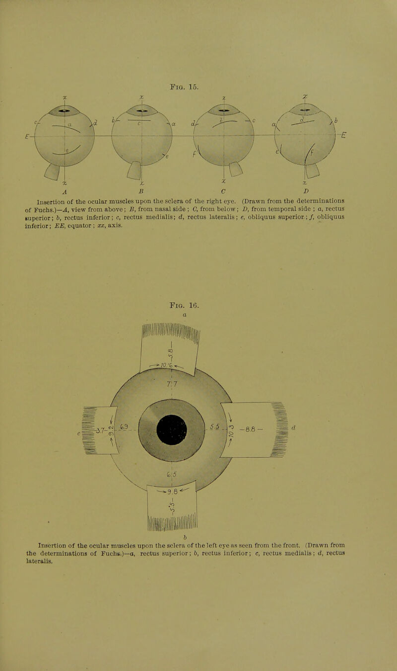 Fig. 15. A B C D Insertion of the ocular muscles upon the sclera of the right eye. (Drawn from the determinations of Fuchs.)—.4, view from above; B, from nasal side ; C, from below; D, from temporal side ; a, rectus superior; h, rectus inferior; c, rectus medialis; d, rectus lateralis; e, obliquus superior;/, obliquus inferior; EE, equator ; xx, axis.