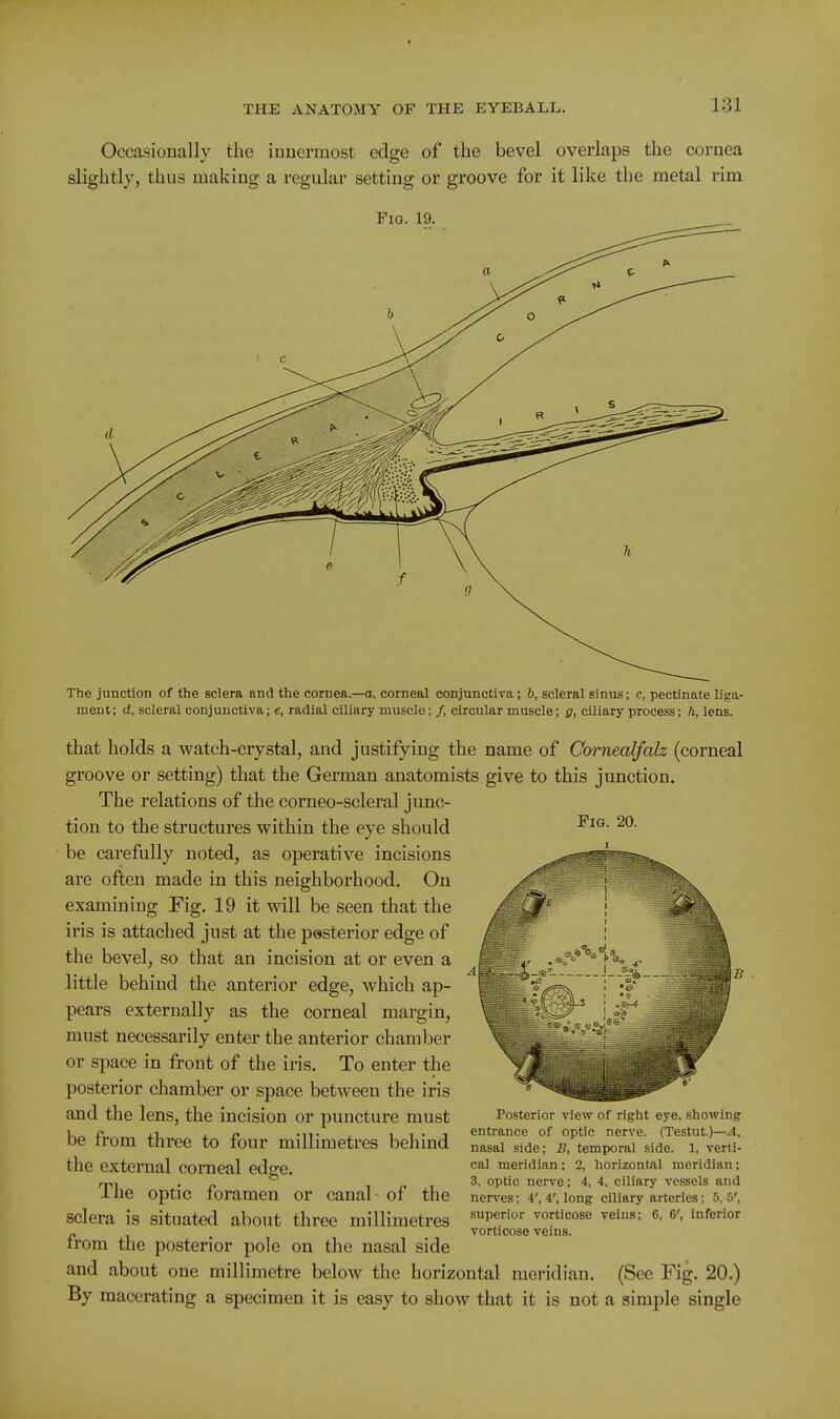 Occasionally the iunermost edge of the bevel overlaps the cornea slightly, thus making a regular setting or groove for it like the metal rim Fig. 19. Fig. 20. The junction of the sclera and the cornea.—a, corneal conjunctiva; 6, scleral sinus; c, pectinate liga- ment ; d, scleral conj unctiva; e, radial ciliary muscle; /, circular muscle; g, ciliary process; h, lens. that holds a watch-crystal, and justifying the name of Cornealfalz (corneal groove or setting) that the German anatomists give to this junction. The relations of the corneo-scleral junc- tion to the structures within the eye should be carefully noted, as operative incisions are often made in this neighborhood. On examining Fig. 19 it will be seen that the iris is attached just at the pesterior edge of the bevel, so that an incision at or even a little behind the anterior edge, which ap- pears externally as the corneal margin, must necessarily enter the anterior chamber or space in front of the iris. To enter the posterior chamber or space between the iris and the lens, the incision or puncture must be from three to four millimetres behind the external corneal edge. The optic foramen or canal - of the sclera is situated about three millimetres from the posterior pole on the nasal side and about one millimetre below the horizontal meridian. (See Fig. 20.) By macerating a specimen it is easy to show that it is not a simple single Posterior view of right eye, showing entrance of optic nerve. (Testut.)—.4, nasal side; B, temporal side. 1, verti- cal meridian; 2, horizontal meridian; 3, optic nerve; 4, 4, ciliary vessels and nerves; 4', 4', long ciliary arteries; 5, 5', superior vorticose veins; 6, 6', inferior vorticose veins.