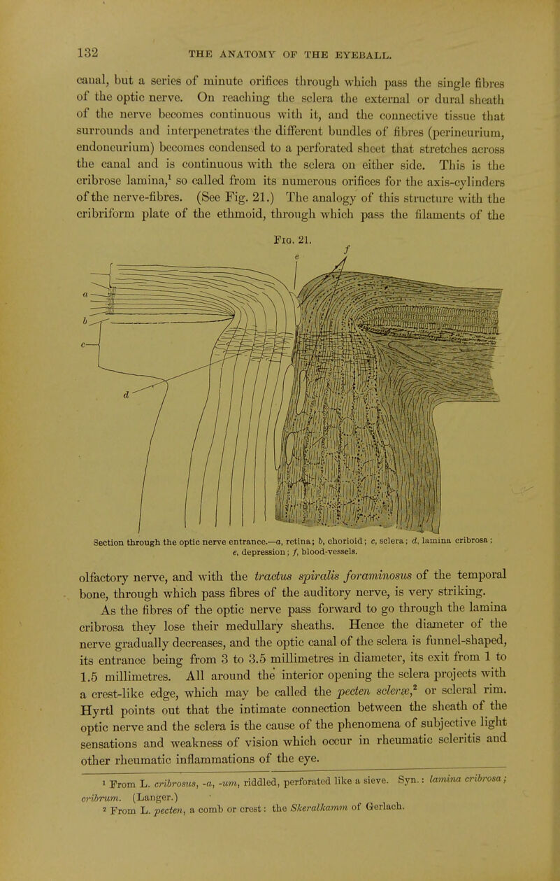 caual, but a series of minute orifices through which pass tlie single fibres of the optic nerve. On reaching the sclera the external or dural sheath of the nerve becomes continuous with it, and the counective tissue that surrounds and interpenetrates the different bundles of fibres (perineurium, endoueurium) becomes condensed to a perforated sheet that stretches across the canal and is continuous with the sclera on either side. This is the cribrose lamina,^ so called from its numerous orifices for the axis-cylinders of the nerve-fibres. (See Fig. 21.) The analogy of this structure with the cribriform plate of the ethmoid, through which pass the filaments of the Fig. 21. Section through the optic nerve entrance.—a, retina; 6, chorioid; c, sclera; d, lamina cribrosa; e, depression; /, blood-vessels. olfactory nerve, and with the tractus spiralis foraminosus of the temporal bone, through which pass fibres of the auditory nerve, is very striking. As the fibres of the optic nerve pass forward to go through the lamina cribrosa they lose their medullary sheaths. Hence the diameter of the nerve gradually decreases, and the optic canal of the sclera is funnel-shaped, its entrance being from 3 to 3.5 millimetres in diameter, its exit from 1 to 1.5 millimetres. All around the interior opening the sclera projects with a crest-like edge, which may be called the peden sderse,^ or scleral rim. Hyrtl points out that the intimate connection between the sheath of the optic nerve and the sclera is the cause of the phenomena of subjective light sensations and weakness of vision which occur in rheumatic scleritis and other rheumatic inflammations of the eye. 1 From L. cribrosus, -a, -urn, riddled, perforated like a sieve. Syn.: Ia7ni7ia cribrosa; cribrum. (Langer.) 2 From L. pecten, a comb or crest: the Skeralkamm of Gerlach.