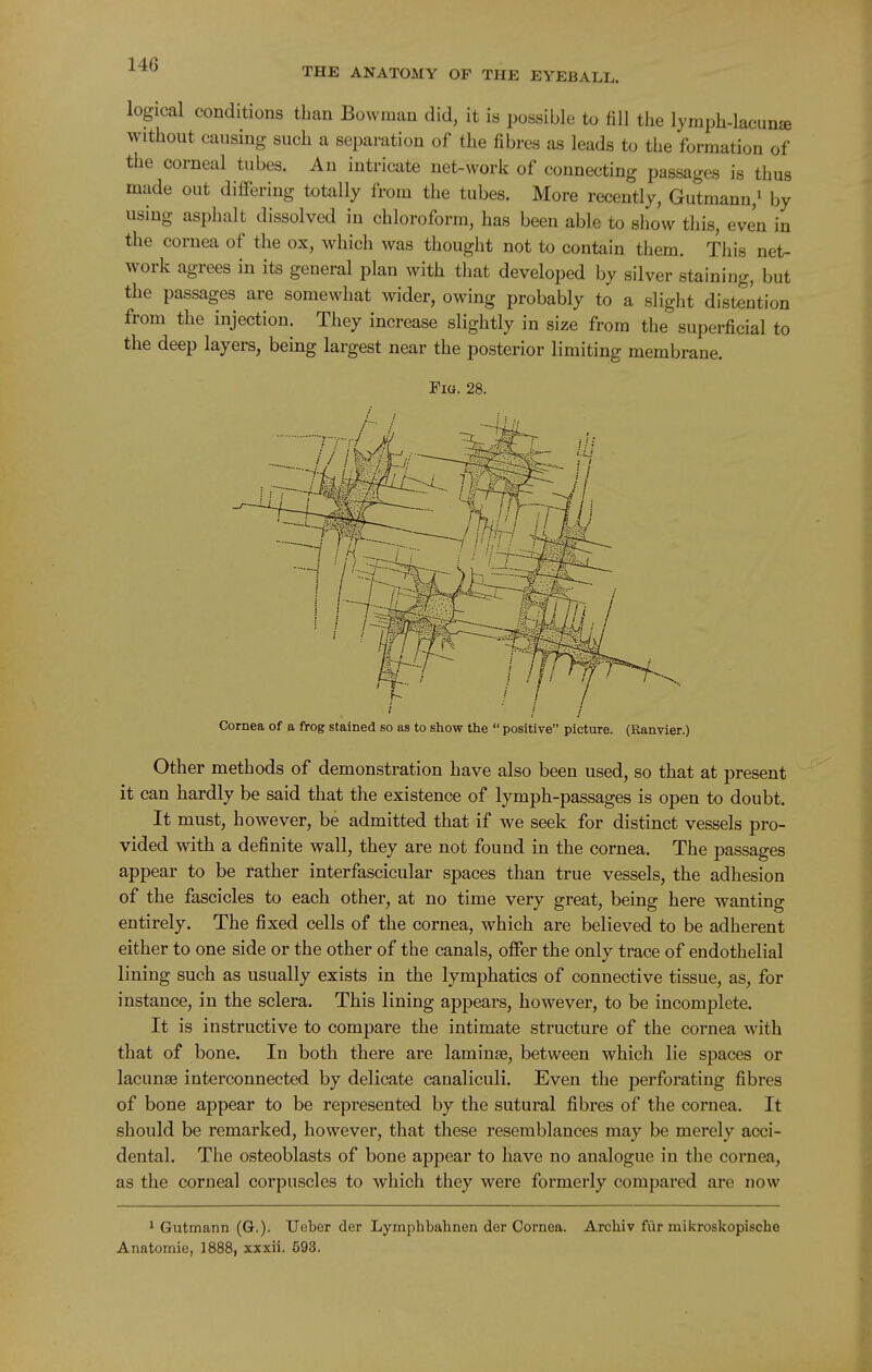 THE ANATOMY OF THE EYEBALL. logical conditions than Bowman did, it is possible to fill the lymph-lacuna without causing such a separation of the fibres as leads to tlie formation of the corneal tubes. An intricate net-work of connecting passages is thus made out differing totally from the tubes. More recently, Gutmann,i by using asphalt dissolved in chloroform, has been able to show this, even in the cornea of the ox, which was thought not to contain them. This net- work agrees in its general plan with that developed by silver staining, but the passages are somewhat wider, owing probably to a slight distention from the injection. They increase slightly in size from the superficial to the deep layers, being largest near the posterior limiting membrane. Fig. 28. 1 ih-rr- I ! I Cornea of a frog stained so as to show the  positive picture. (Ranvier.) Other methods of demonstration have also been used, so that at present it can hardly be said that the existence of lymph-passages is open to doubt. It must, however, be admitted that if we seek for distinct vessels pro- vided with a definite wall, they are not found in the cornea. The passages appear to be rather interfascicular spaces than true vessels, the adhesion of the fascicles to each other, at no time very great, being here wanting entirely. The fixed cells of the cornea, which are believed to be adherent either to one side or the other of the canals, offer the only trace of endothelial lining such as usually exists in the lymphatics of connective tissue, as, for instance, in the sclera. This lining appears, however, to be incomplete. It is instructive to compare the intimate structure of the cornea with that of bone. In both there are laminae, between which lie spaces or lacunae interconnected by delicate canaliculi. Even the perforating fibres of bone appear to be represented by the sutural fibres of the cornea. It should be remarked, however, that these resemblances may be merely acci- dental. The osteoblasts of bone appear to have no analogue in the cornea, as the corneal corpuscles to which they were formerly compared are now 1 Gutmann (G.). Ueber der Lymphbahnen der Cornea. Archiv fiir mikroskopische Anatomie, 1888, xxxii. 693.