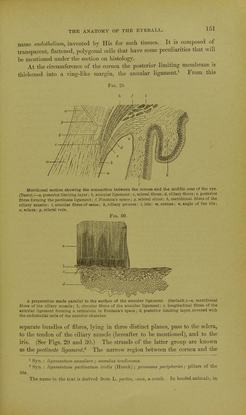 name endothelium, invented by His for such tissues. It is composed of transparent, flattened, polygonal cells that have some peculiarities that will be mentioned under the section on histology. At the circumference of the cornea the posterior limiting membrane is thickened into a ring-like margin, the annular ligament.^ From this Fig. 29. h f i I Meridional section showing the connection between the cornea and the middle coat of the eye. (Testut.)—a, posterior limiting layer; 6, annular ligament; c, scleral fibres; d, ciliary fibres; e, posterior fibres forming the pectinate ligament; /, Fontana's space; g. scleral sinus; h, meridional fibres of the ciliary muscle; i, annular fibres of same; fc, ciliary process: I, iris; m, cornea; n, angle of the iris; 0, sclera; p, scleral vein. Fig. 30. A preparation made parallel to the surface of the annular ligament. (Gerlach.)—o, meridional fibres of the ciliary muscle; b, circular fibres of the annular ligament; c, longitudinal fibres of the annular ligament forming a reticulum in Fontana's space; d, posterior limiting layer, covered with the endothelial cells of the anterior chamber. separate bundles of fibres, lying in three distinct planes, pass to the sclera, to the tendon of the ciliary muscle (hereafter to be mentioned), and to the iris. (See Figs. 29 and 30.) The strands of the latter group are known as the pectinate ligament.^ The narrow region between the cornea and the ' Syn.: ligamentum annulare; annulus tcndinosus. ^ Syn. : ligamentum pectinatum iridis (Hueck) ; processus peripherici; pillars of the iris. The name in the text is derived from L. pecten, -inis, a comb. In hoofed animals, in