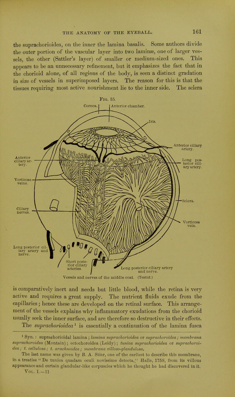 the suprachorioidea, on the inner the lamina basalis. Some authors divide the outer portion of the vascular layer into two laminse, one of larger ves- sels, the other (Sattler's layer) of smaller or medium-sized ones. This appears to be an unnecessary refinement, but it emphasizes the fact that in the chorioid alone, of all regions of the body, is seen a distinct gradation in size of vessels in superimposed layers. The reason for this is that the tissues requiring most active nourishment lie to the inner side. The sclera Fig. 35. Vessels and nerves of the middle coat. (Testut.) is comparatively inert and needs but little blood, while the retina is very active and requires a great supply. The nutrient fluids exude from the capillaries; hence these are developed on the retinal surface. This arrange- ment of the vessels explains why inflammatory exudations from the chorioid usually seek the inner surface, and are therefore so destructive in their effects. The sup7'acho7'ioidea ^ is essentially a continuation of the lamina fusca ' Syn.: suprachorioidal lamina ; lamina suprachorioidea or suprachoroidea; metnbrana suprachoroidea (Montain); ectochoroidea (Leidy); tunica suprachorioidea or suprachoroi- dea ; t. cellulosa; i. arachnoidea ; mernbrana villoso-glandulosa. The last name was given by B. A. Stier, one of the earliest to describe this membrane, in a treatise  De tunica quadam oculi novissime detecta,;' Halle, 1759, from its villous appearance and certain glandular-like corpuscles which he thought he had discovered in it. Vol. I.-11