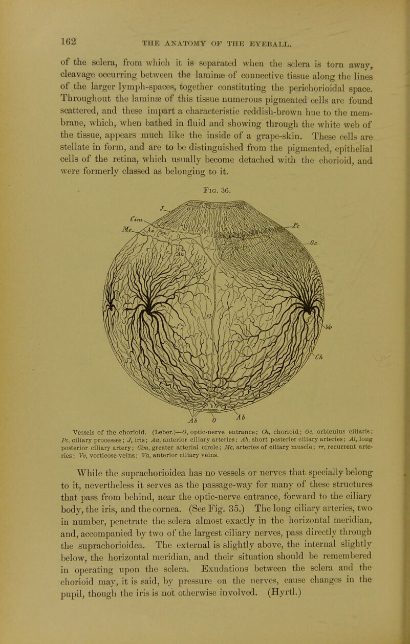 of the sclera, from winch it is separated when the sclera is torn awaj, cleavage occurring between the larainse of connective tissue along the lines of the larger lymph-spaces, together constituting the perichorioidal space. Throughout the laminse of this tissue numerous pigmented cells are found scattered, and these impart a characteristic reddish-brown hue to the mem- brane, which, when bathed in fluid and showing through the white web of the tissue, appears much like the inside of a grape-skin. These cells are stellate in form, and are to be distinguished from the pigmented, epithelial cells of the retina, which usually become detached with the chorioid, and were formerly classed as belonging to it. Pig. 36. Vessels of the chorioid. (Leber.)—0, optic-nerve entrance; Ch, chorioid; Oc, orbiculus ciliarls; Pc, ciliary processes; J, iris; Aa, anterior ciliary arteries: Ab, short posterier ciliary arteries; Al, long posterior ciliary artery; dm, greater arterial circle; Mc, arteries of ciliary muscle; rr, recurrent arte- ries; W, vorticose veins; Fo, anterior ciliary veins. While the suprachorioidea has no vessels or nerves that specially belong to it, nevertheless it serves as the passage-way for many of these structures that pass from behind, near the optic-nerve entrance, forward to the ciliary body, the iris, and the cornea. (See Fig. 35.) The long ciliary arteries, two in number, penetrate the sclera almost exactly in the horizontal meridian, and, accompanied by two of the largest ciliary nerves, pass directly through the suprachorioidea. The external is slightly above, the internal slightly below, the horizontal meridian, and their situation should be remembered in operating upon the sclera. Exudations between the sclera and the chorioid may, it is said, by pressure on the nerves, cause changes in the pupil, though ihe iris is not otherwise involved. (Hyrtl.)