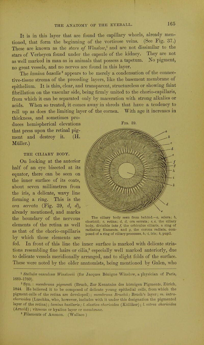 It is in this layer that are found the capillary whorls, already men- tioned, that form the beginning of the vorticose veins. (See Fig. 37.) These are known as the stars of Winslow,^ and are not dissimilar to the stars of Verheyen found under the capsule of the kidney. They are not as well marked in man as in animals that possess a tapetum. No pigment, no great vessels, and no nerves are found in this layer. The lamina basalis ^ appears to be merely a condensation of the connec- tive-tissue stroma of the preceding layers, like the basement membrane of epithelium. It is thin, clear, and transparent, structureless or showing faint fibrillation on the vascular side, being firmly united to the chorio-capillaris, from which it can be separated only by maceration with strong alkalies or acids. When so treated, it comes away in shreds that have a tendency to roll up as does the limiting layer of the cornea. With age it increases in thickness, and sometimes pro- duces hemispherical elevations 39. that press upon the retinal pig- ment and. destroy it. (H. Miiller.) THE OILIAEY BODY. On looking at the anterior half of an eye bisected at its equator, there can be seen on the inner surface of its coats, about seven millimetres from the iris, a delicate, wavy line forming a ring. This is the ora serrata (Fig. 39, d, d), already mentioned, and marks the boundary of the nervous elements of the retina as well as that of the chorio-capillaris by which those elements are fed. In front of this line the inner surface is marked with delicate stria- tions resembling fine hairs or cilia,^ especially well marked anteriorly, due to delicate vessels meridionally arranged, and to slight folds of the surface. These were noted by the older anatomists, being mentioned by Galen, who The ciliary body seen from behind.—a, sclera; b, chorloid; c, retina; d, d, ora serrata; e, e, the ciliary body, divisible into /, the orbiculus ciliaris, a ring of radiating filaments, and g, the corona radiata, com- posed of a ring of ciliary processes, h; i, iris; k, pupil. ^ StellulcB vasculosoB Winsloivii (for Jacques Benigne Winslow, a physician of Paris, 1669-1760). ^ Syn. : membrana pigmenti (Bruch, Zur Kenntniss des kornigen Pigments, Zurich, 1844. He believed it to be composed of delicate young epithelial cells, from which the pigment-cells of the retina are developed); membrana Bruchii; Bruch's layer; m. intra- chorioidea (Luschka, who, however, includes with it under this designation the pigmented layer of the retina); lamina basilaris; I. elastica ehorioidea (Kolliker); I. vitrea chorioidea (Arnold); vitreous or hyaline layer or membrane. ' Filaments of Ammon. (Wallace.)