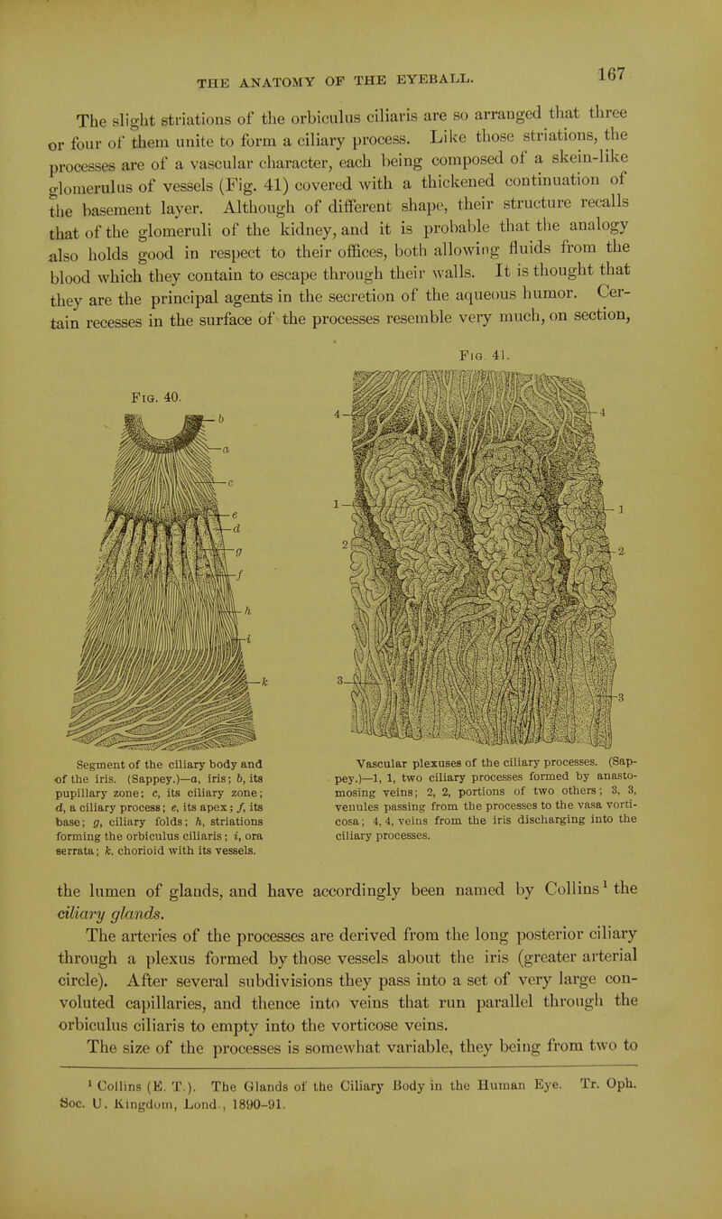 The slight striations of the orbiculus ciliaris are so arranged that three or four of them unite to form a ciliary process. Like those striations, the processes are of a vascular character, each being composed of a skein-like glomerulus of vessels (Fig. 41) covered with a thickened continuation of the basement layer. Although of different shape, their structure recalls that of the glomeruli of the kidney, and it is probable that the analogy also holds good in respect to their offices, both allowing fluids from the blood which they contain to escape through their walls. It is thought that they are the principal agents in the secretion of the aqueous humor. Cer- tain recesses in the surface of the processes resemble very much, on section, Fig. 40. Segment of the ciliary body and of the iris. (Sappey.)—o, iris; 6, its pupillary zone; c, its ciliary zone; d, a ciliary process; e, its apex; /, its base; g, ciliary folds; h, striations forming the orbiculus ciliaris; i, ora fierrata; k, choriold with its vessels. Vascular plexuses of the ciliary processes. (Sap- pey.)—!, 1, two ciliary processes formed by anasto- mosing veins; 2, 2, portions of two others; 3, 3, venules passing from the processes to the vasa vorti- cosa; 4,4, veins from the iris discharging into the ciliary processes. the lumen of glands, and have accordingly been named by Collins ^ the ciliary glands. The arteries of the processes are derived from the long posterior ciliary through a plexus formed by those vessels about the iris (greater arterial circle). After several subdivisions they pass into a set of very large con- voluted capillaries, and thence into veins that run parallel through the orbiculus ciliaris to empty into the vorticose veins. The size of the processes is somewhat variable, they being from two to * Collins (E. T.). The Glands of the Ciliary Body in the Human Eye. Tr. Oph. Soc. U. Kingdom, Lond., 1890-91.
